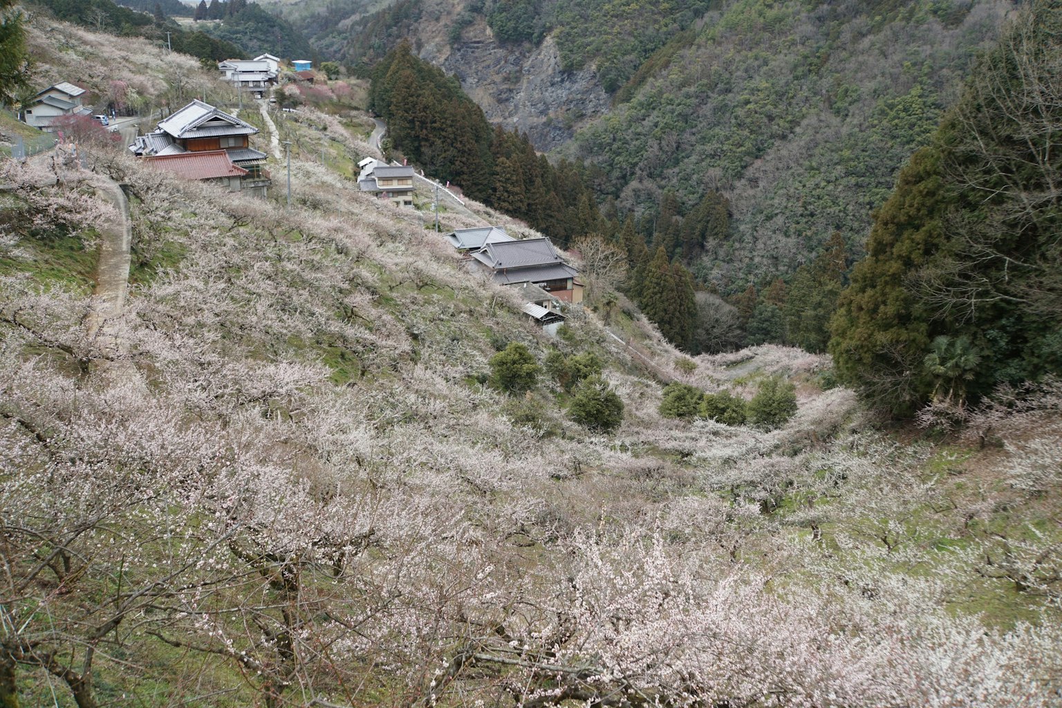 Pemandangan pemandangan desa pegunungan dengan pohon sakura yang mekar