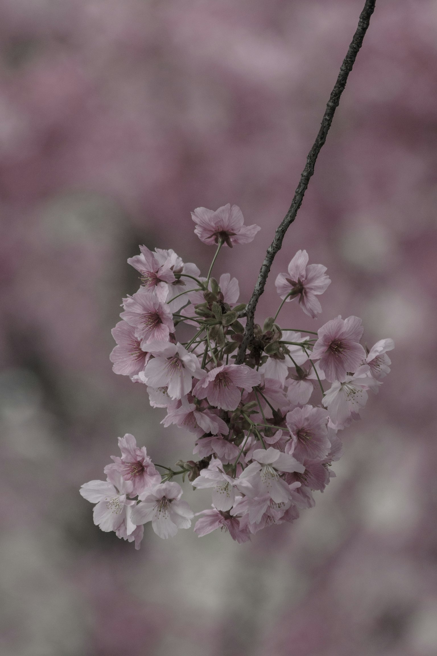 Close-up of cherry blossom branch with delicate pink flowers