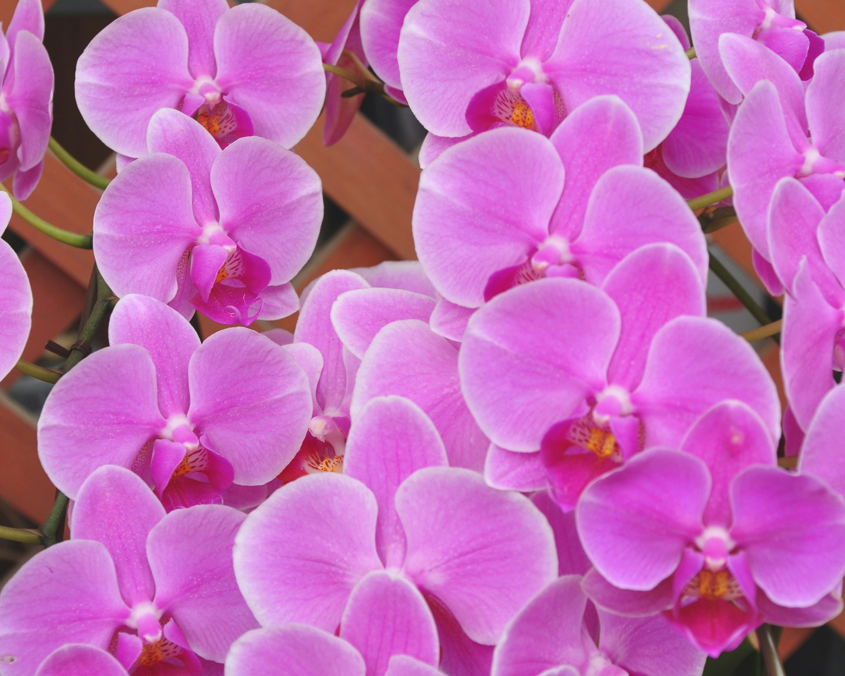鮮やかなピンクの胡蝶蘭の花のアップ