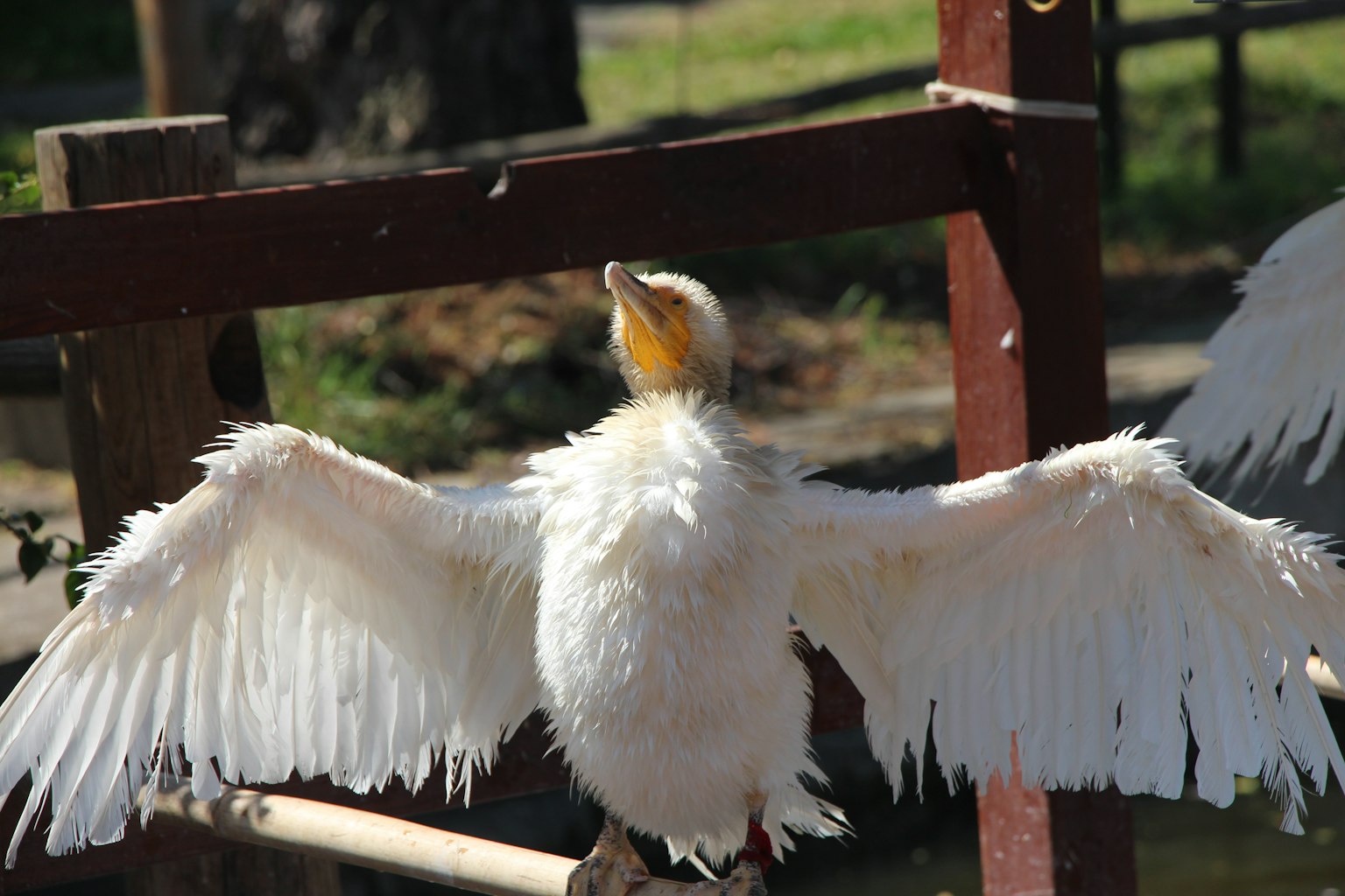 A white bird spreading its wings