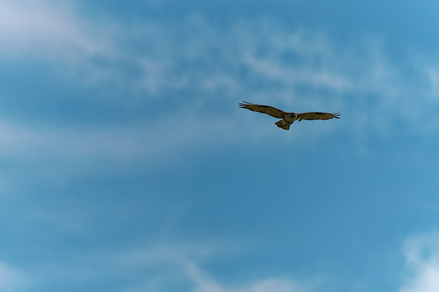 Silhouette of a hawk flying against a blue sky