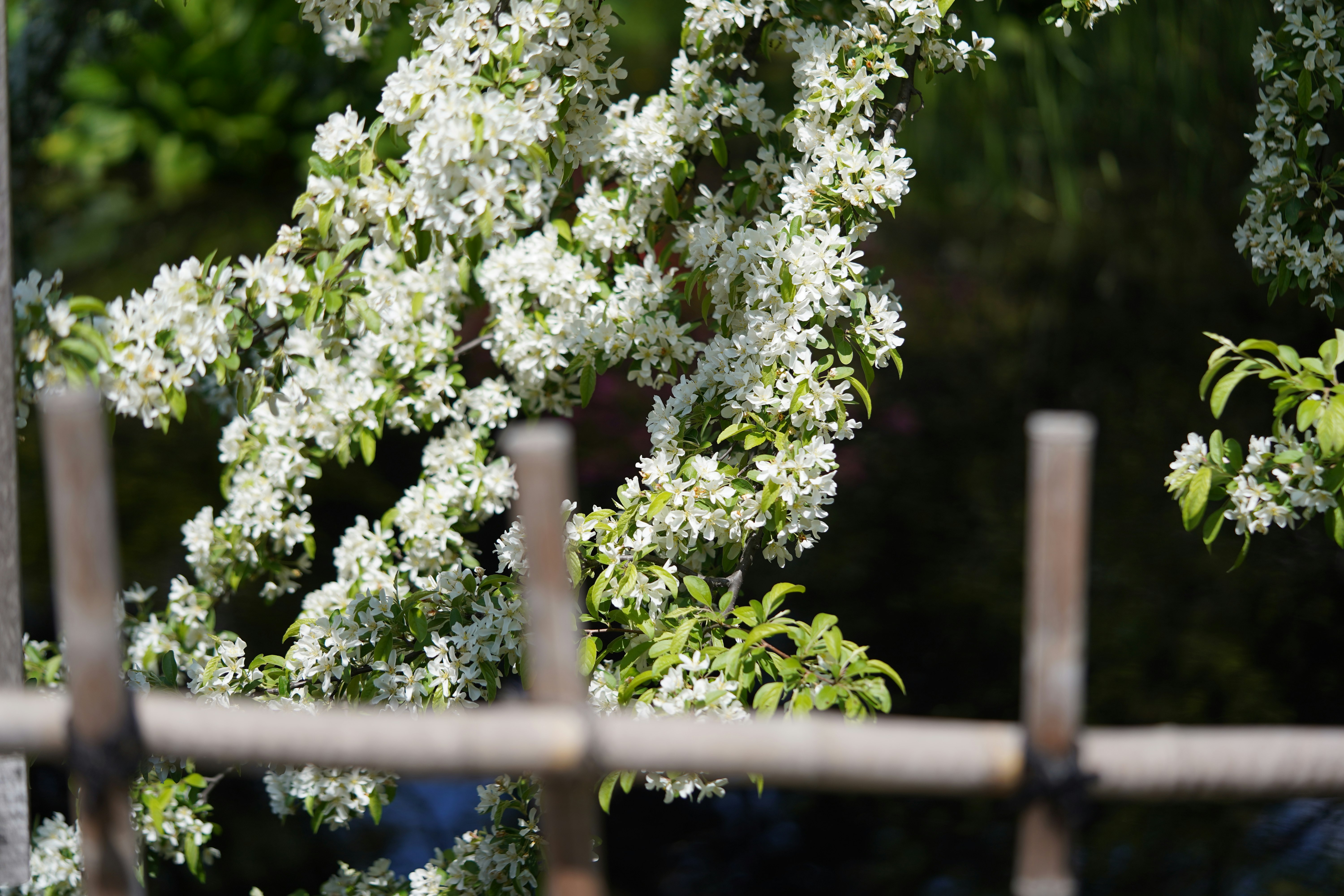 白い花の枝と緑の葉がフェンス越しに見える庭の一角