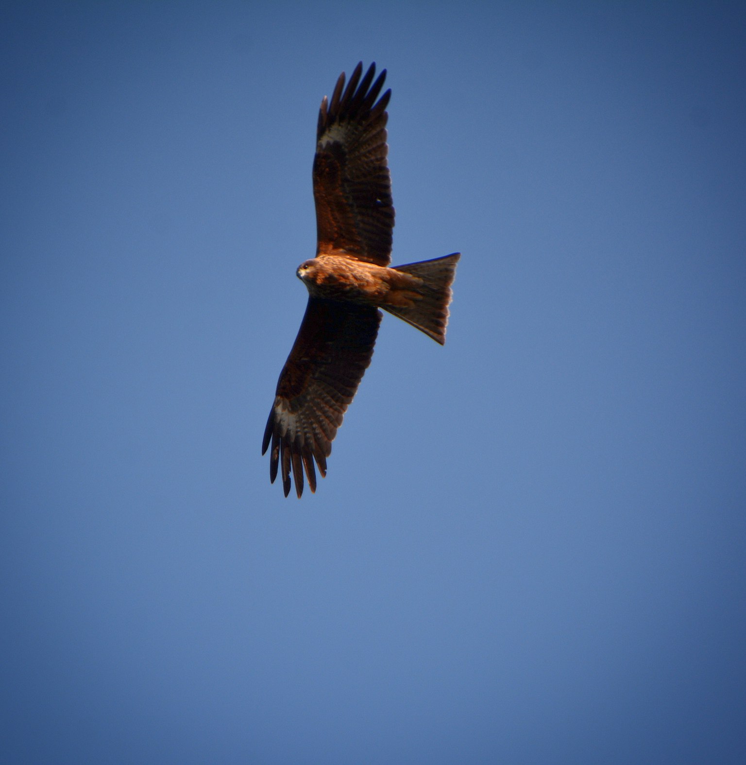 Un halcón volando en el cielo con las alas extendidas