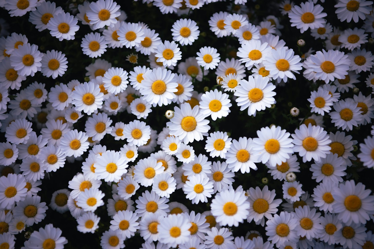 Aerial view of a field of white daisies with yellow centers