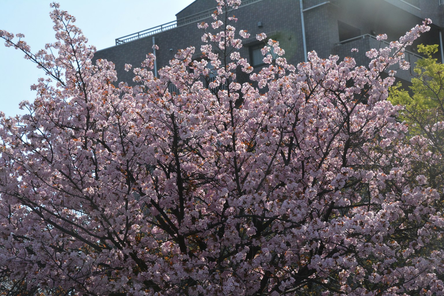 樱花树的特写，粉色花朵和背景中的建筑