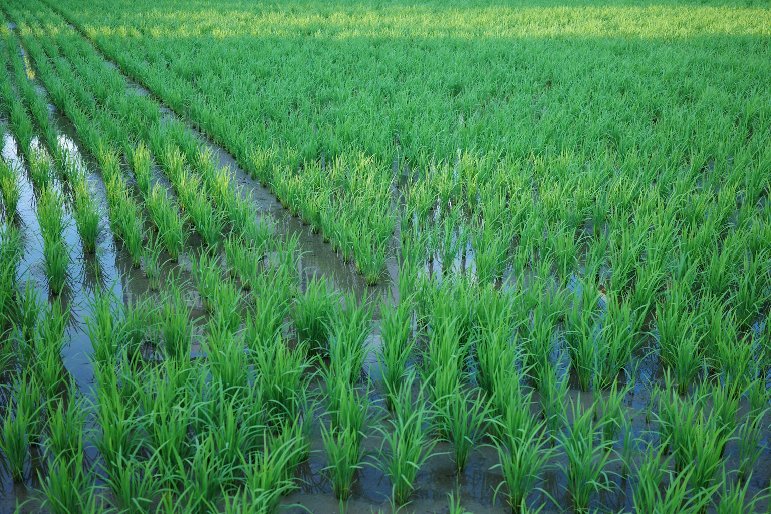 Campo di riso verde lussureggiante con acqua che riflette la luce del sole