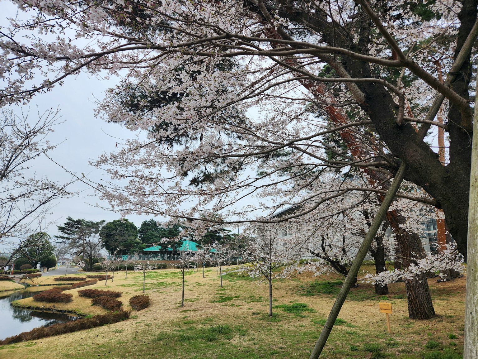 Pemandangan taman dengan bunga sakura dan bangunan atap hijau