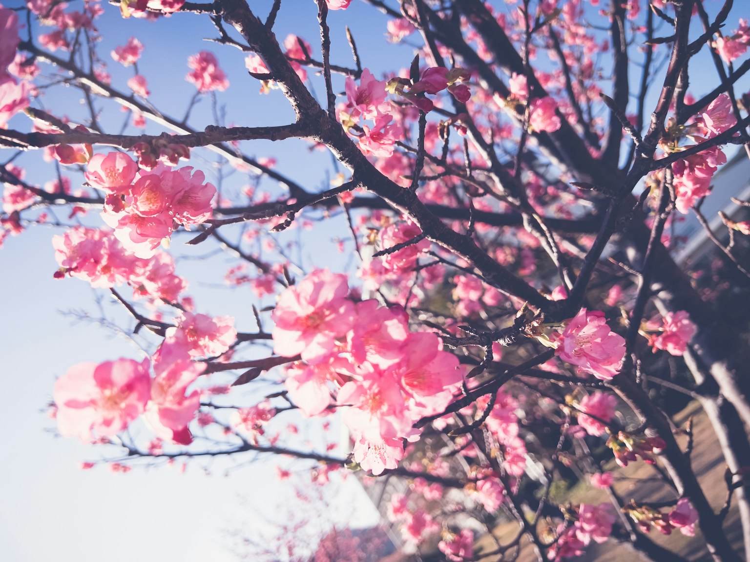 Fiori di ciliegio rosa che fioriscono contro un cielo azzurro