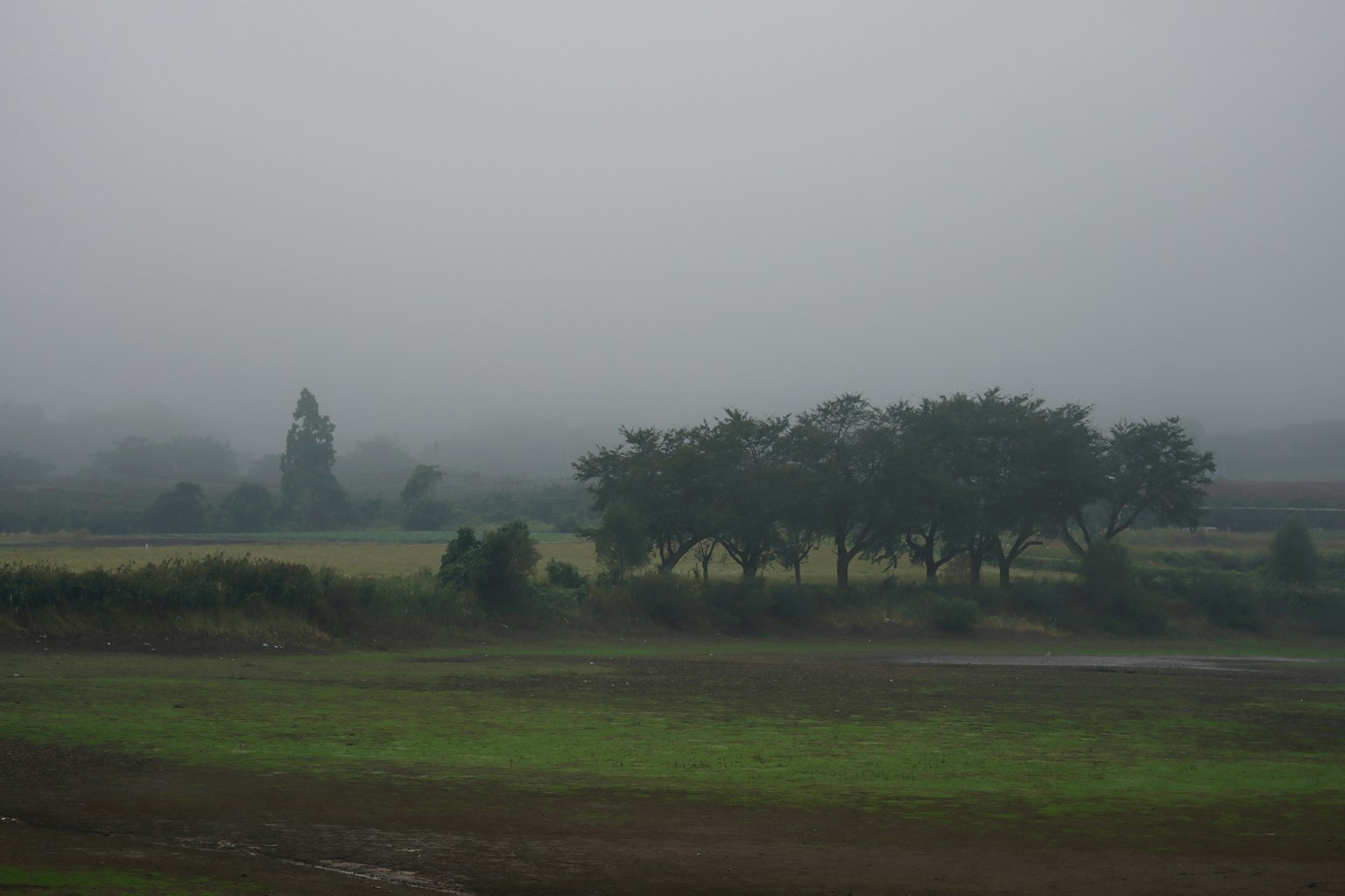 Pemandangan berkabut dengan ladang hijau dan pohon-pohon di kejauhan