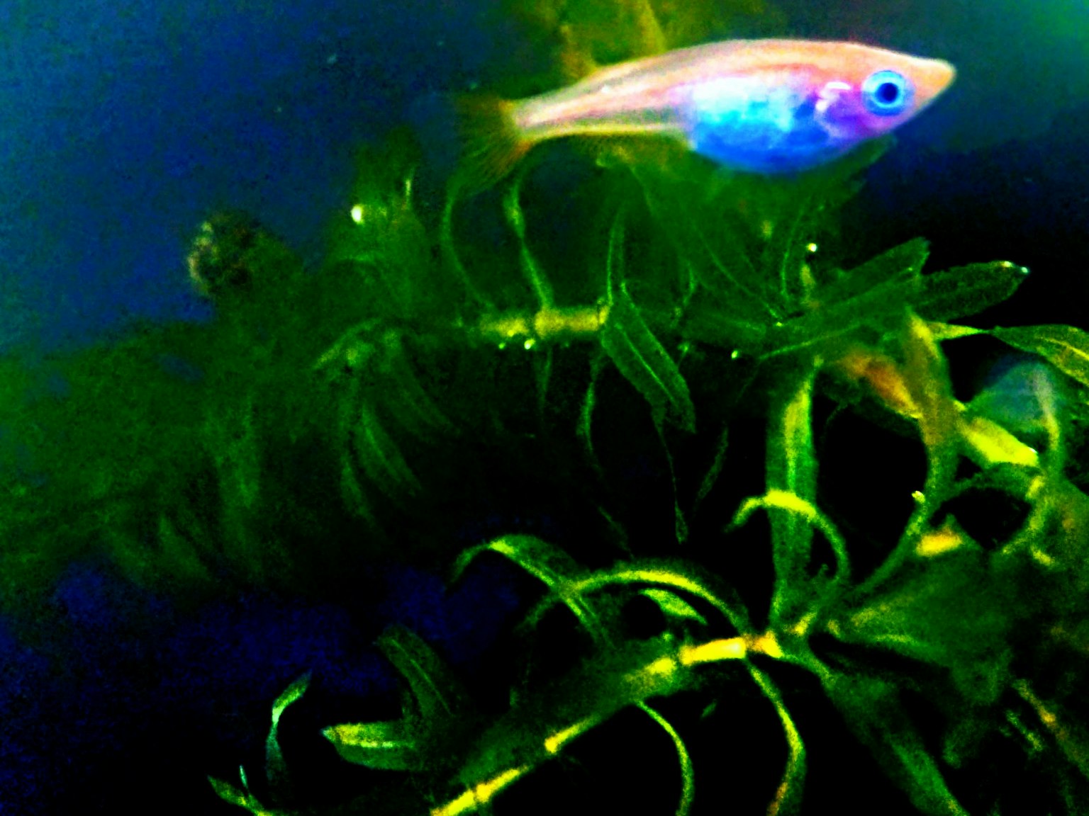 Ikan kecil berwarna biru berenang dekat tanaman air hijau di bawah air