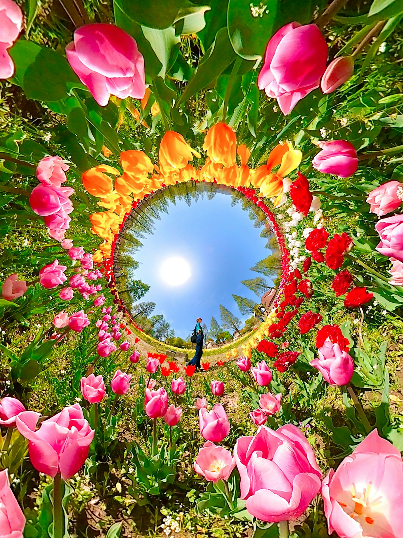 Taman tulip yang cerah dengan bunga berwarna-warni dan langit biru yang cerah