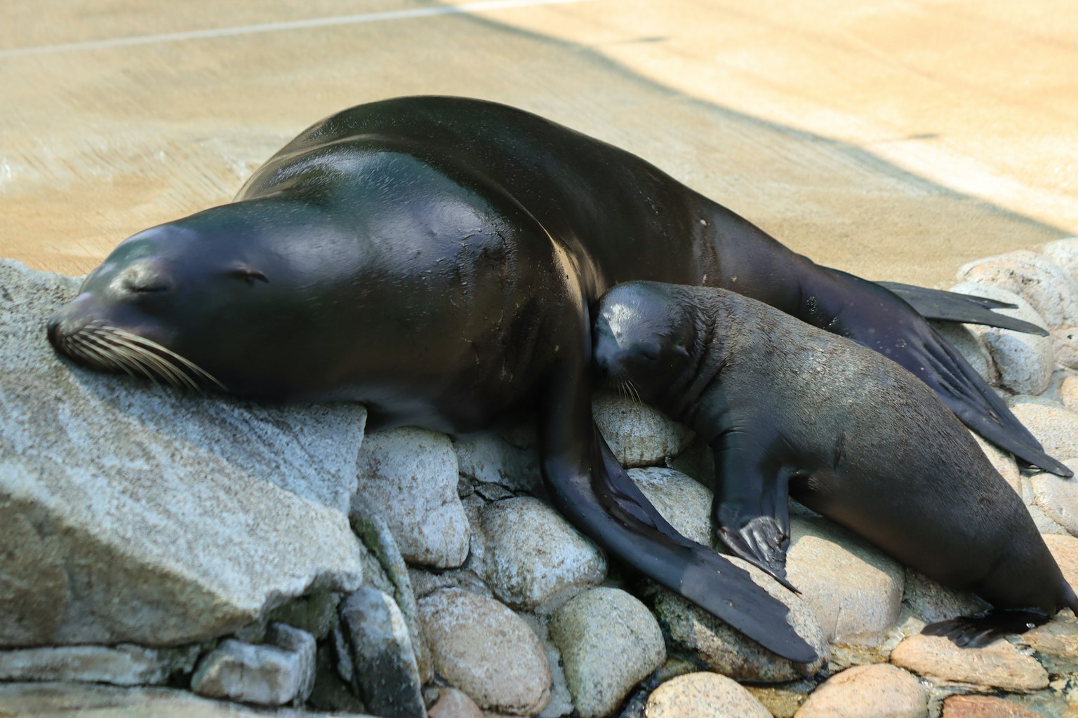 Una madre leone marino e il suo cucciolo che si rilassano sulle rocce