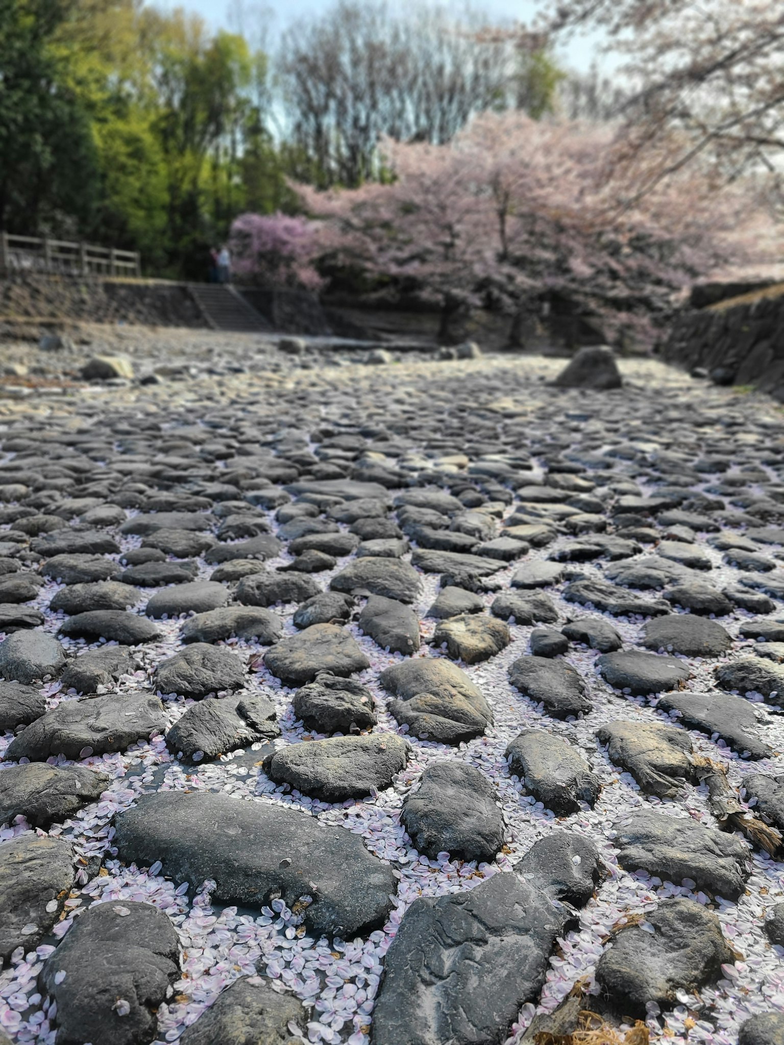 Jalan batu yang ditutupi kelopak bunga sakura dan pohon sakura yang mekar di latar belakang
