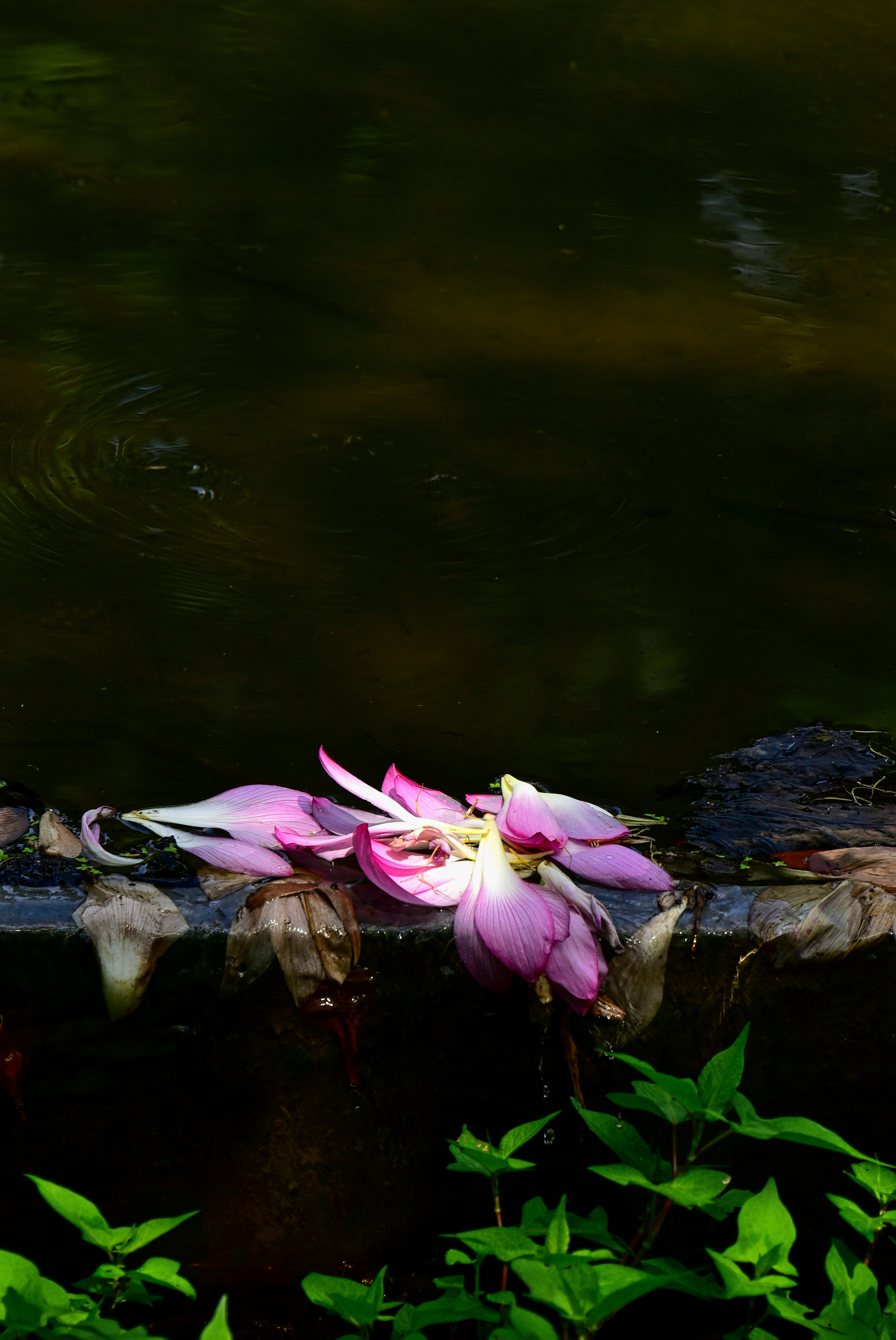 水辺の石に浮かぶ蓮の花びら