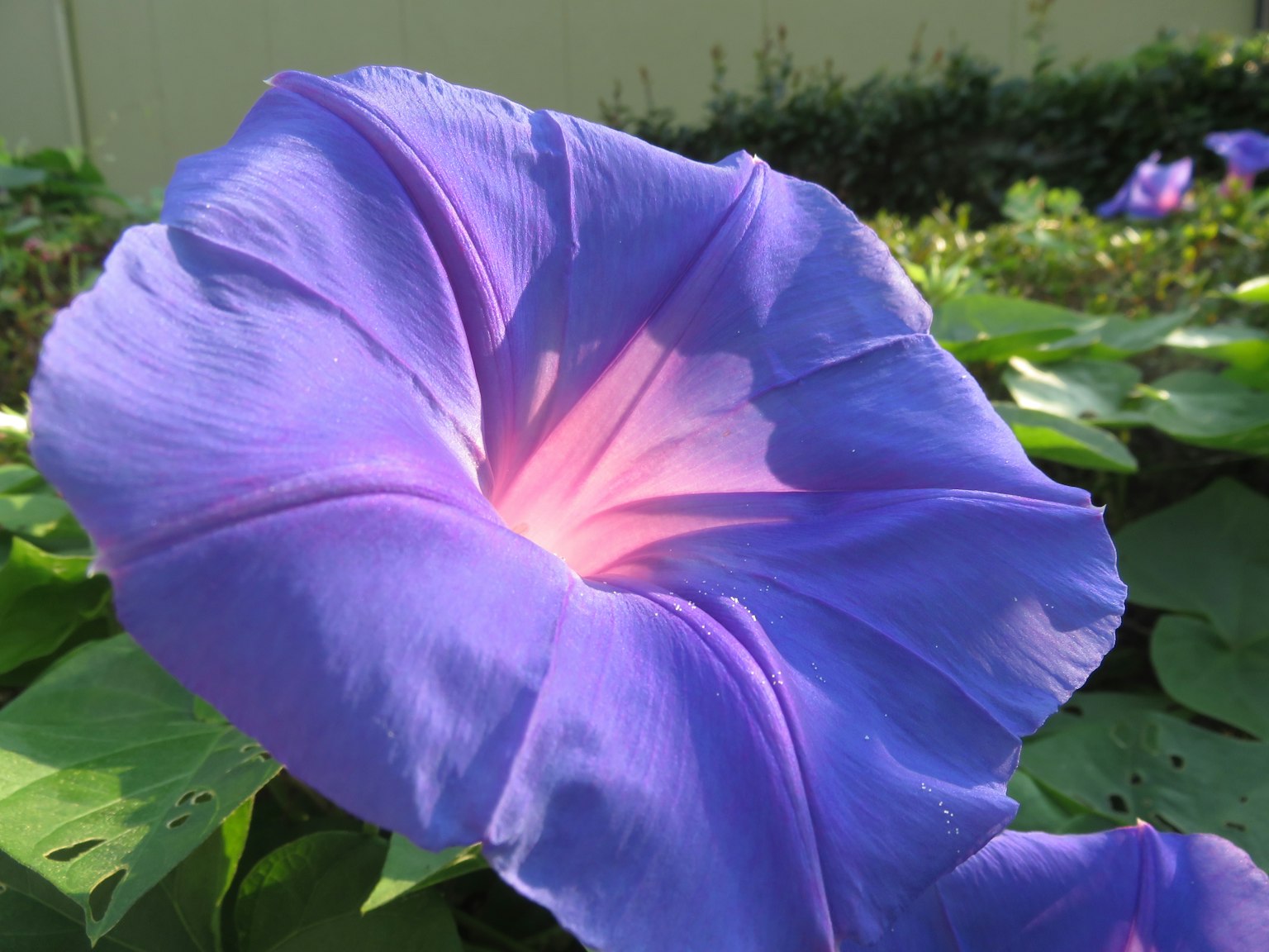 特写的紫色牵牛花，中央柔和的粉红色