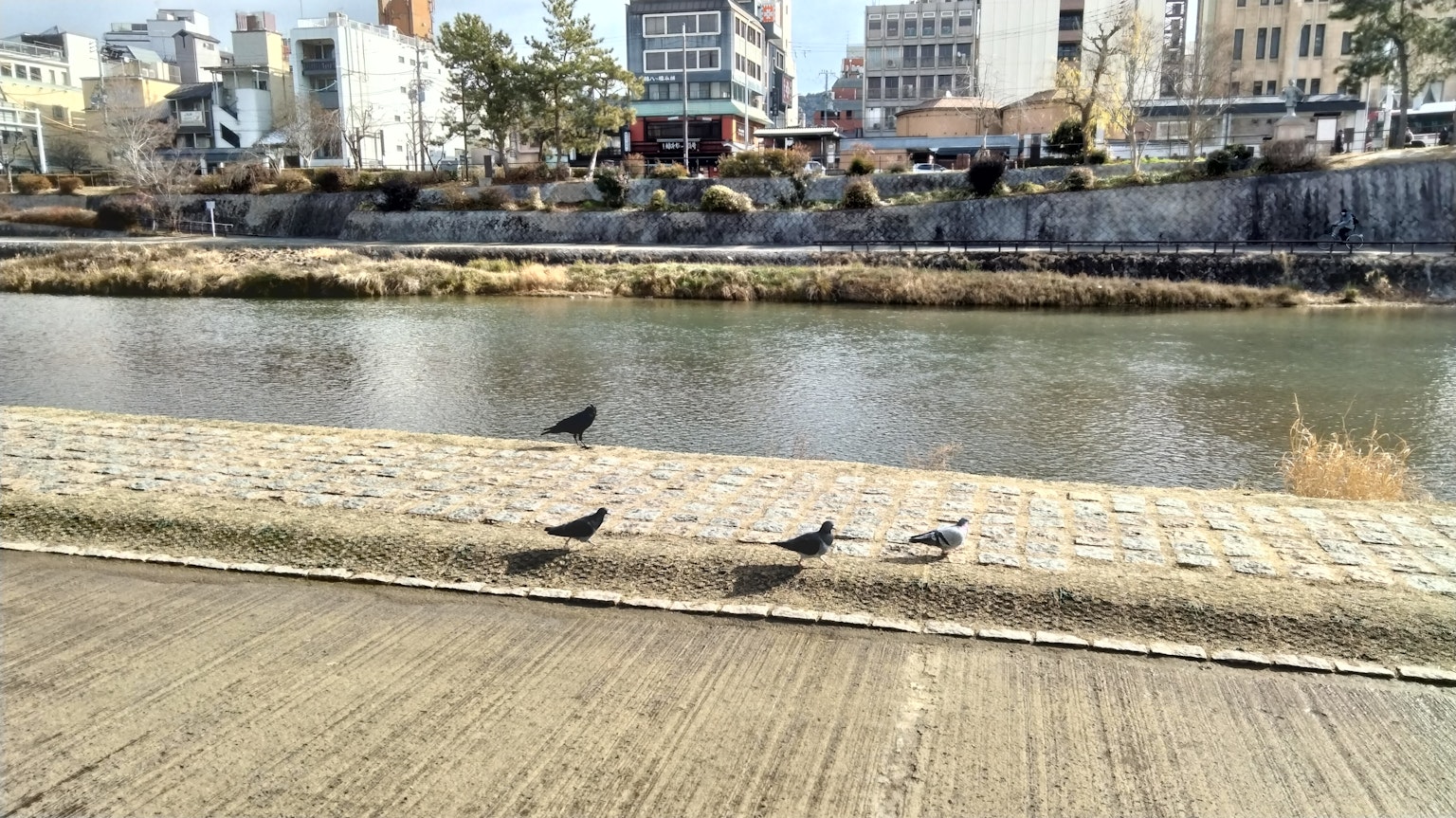 Several birds by the riverside with surrounding buildings