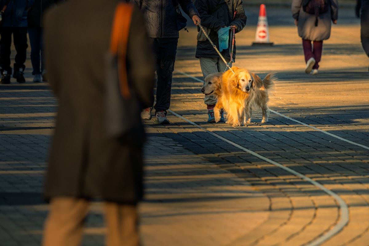 夕暮れの街中を歩くリード付きの犬