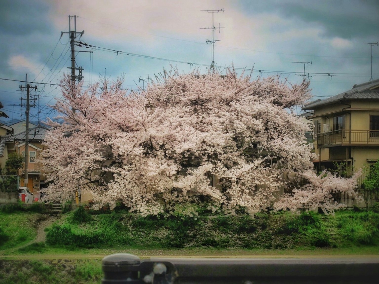 Un albero di ciliegio in fiore circondato da edifici e un cielo nuvoloso
