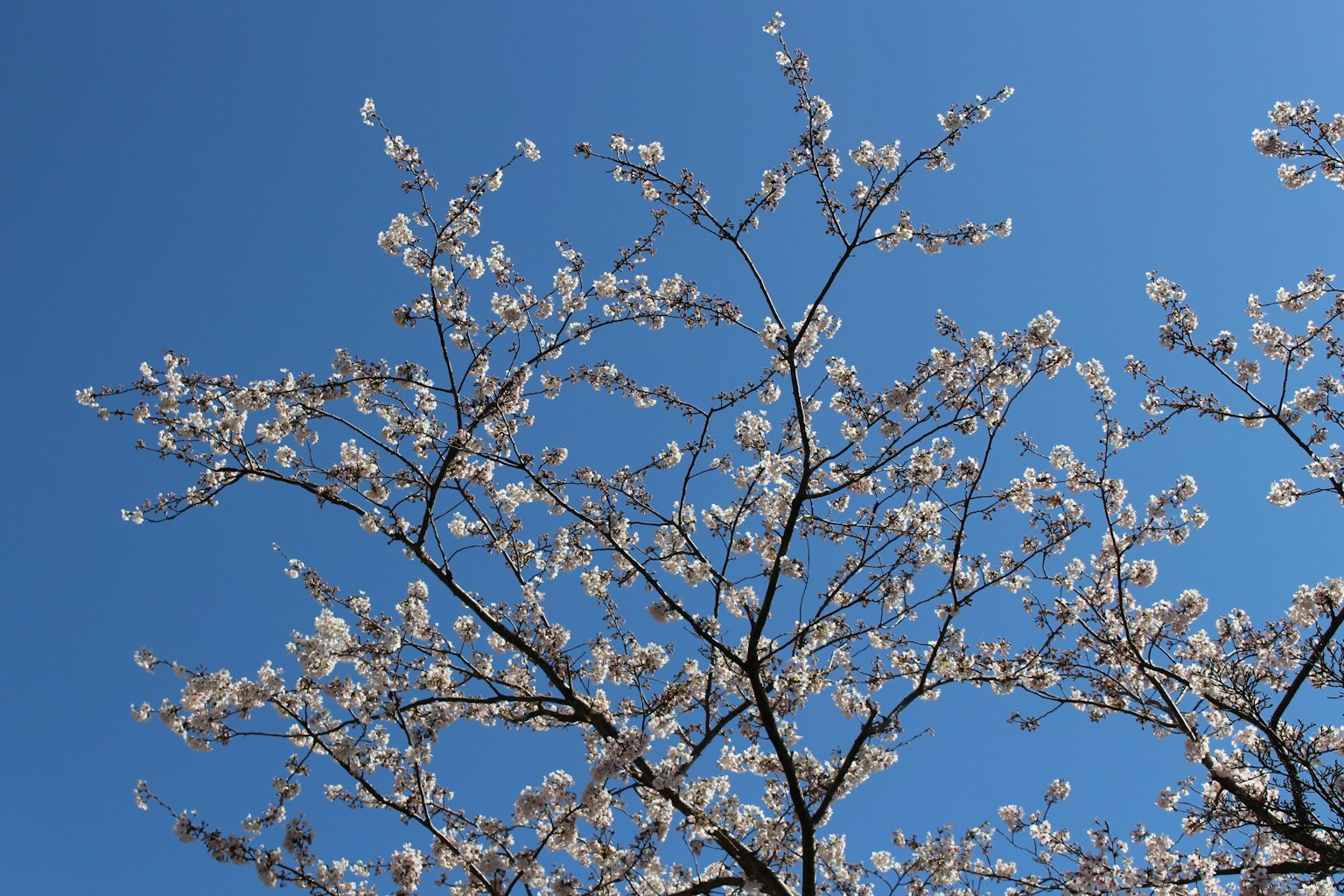 Cabang bunga sakura yang mekar di bawah langit biru