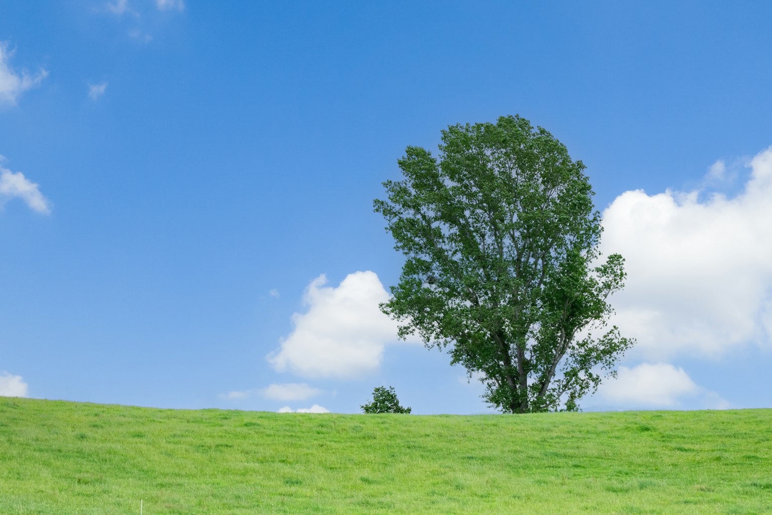Ein grüner Baum auf einem grasbewachsenen Hügel unter einem blauen Himmel
