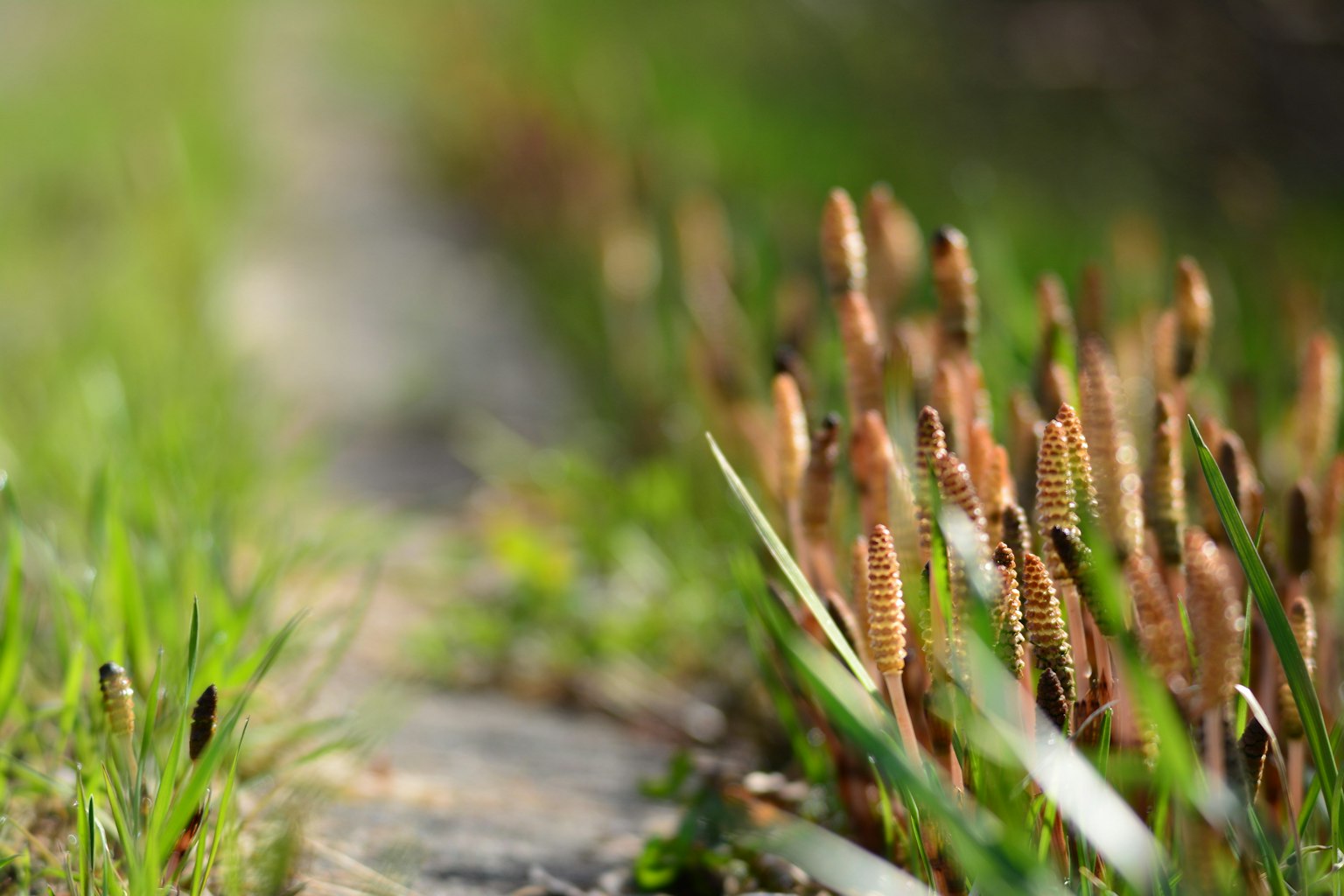Pathway bordered by green grass and brown horsetail plants
