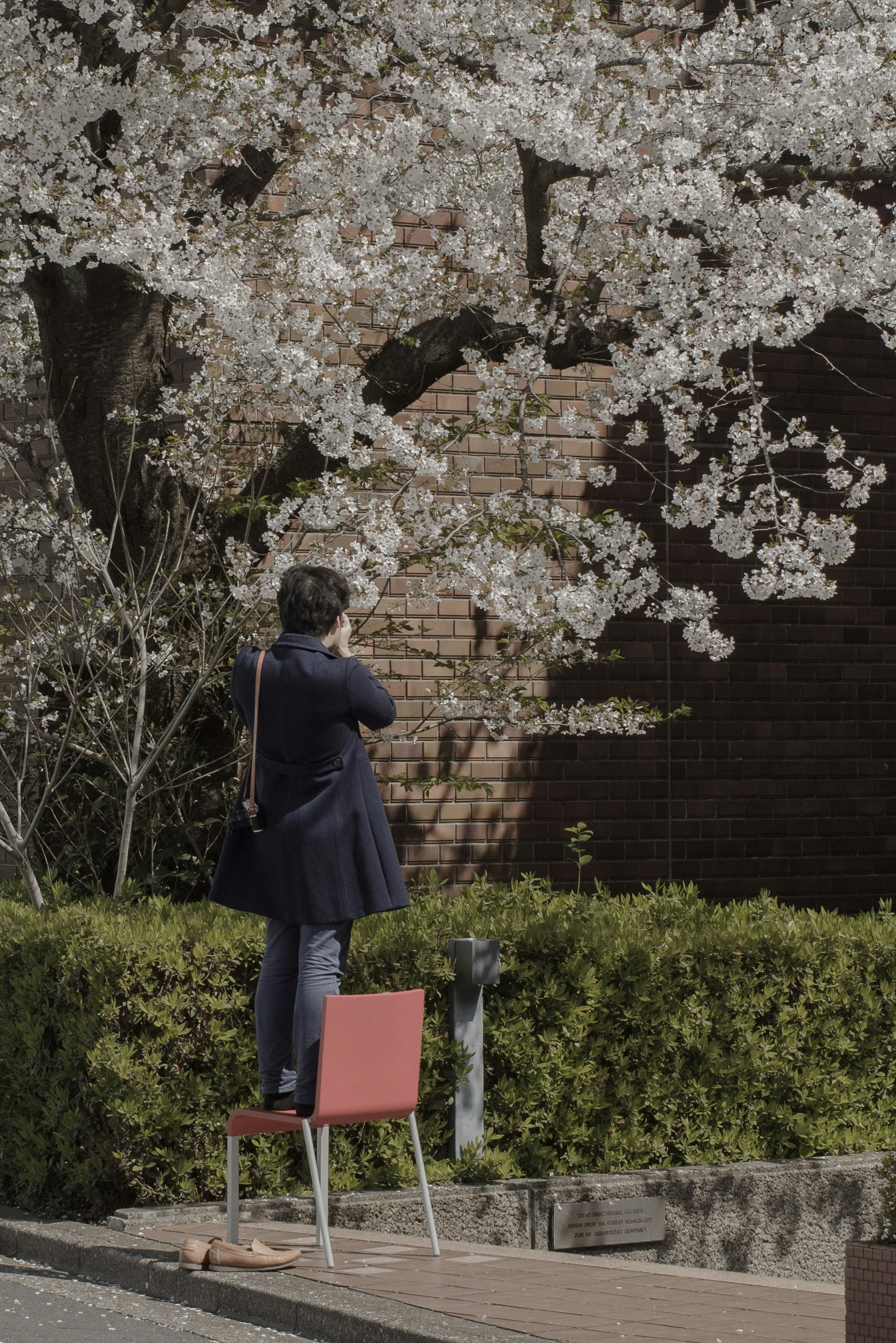桜の咲く小道で椅子に座る人物