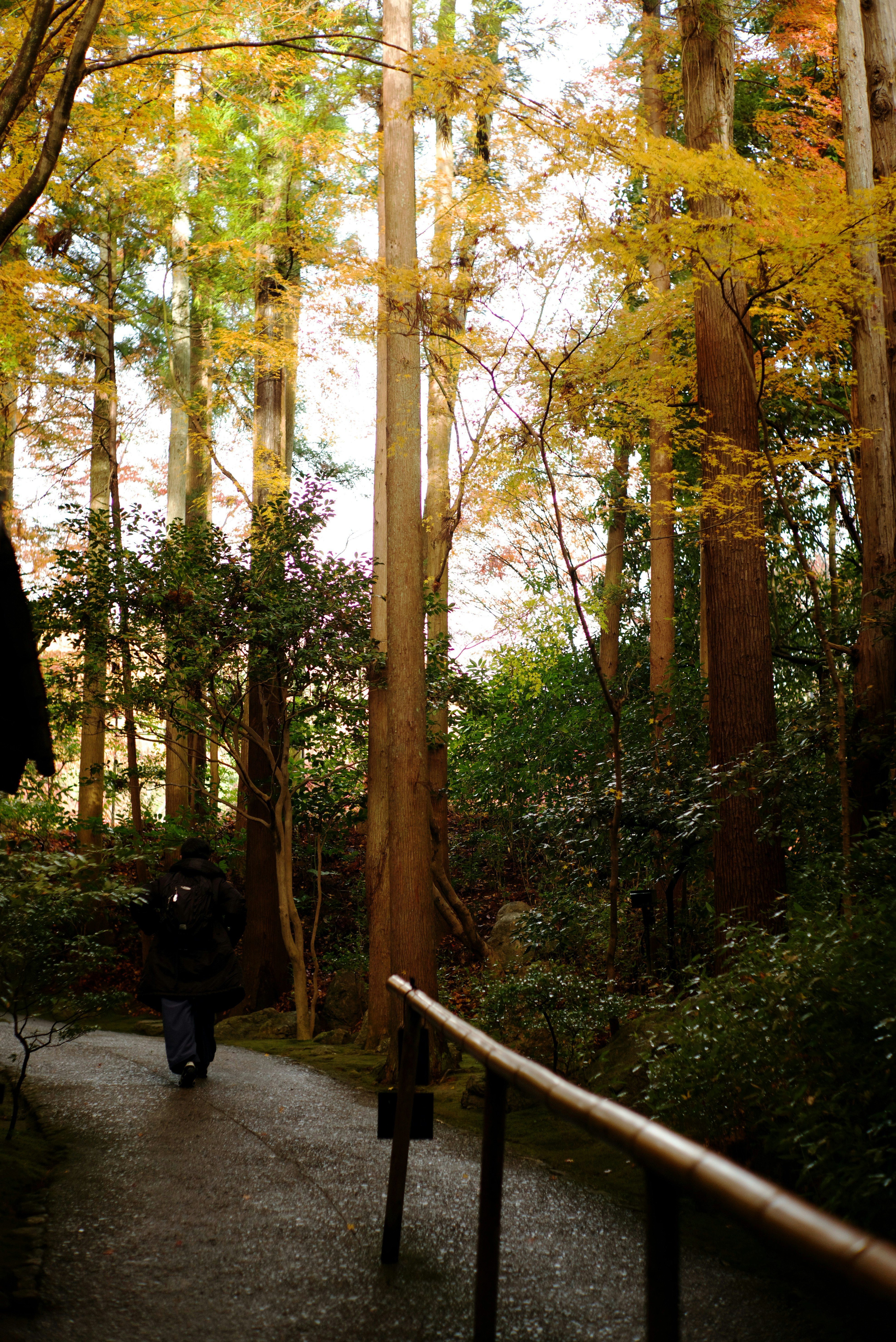Allée bordée d’arbres d’automne dans les jardins d’Okochi Sanso
