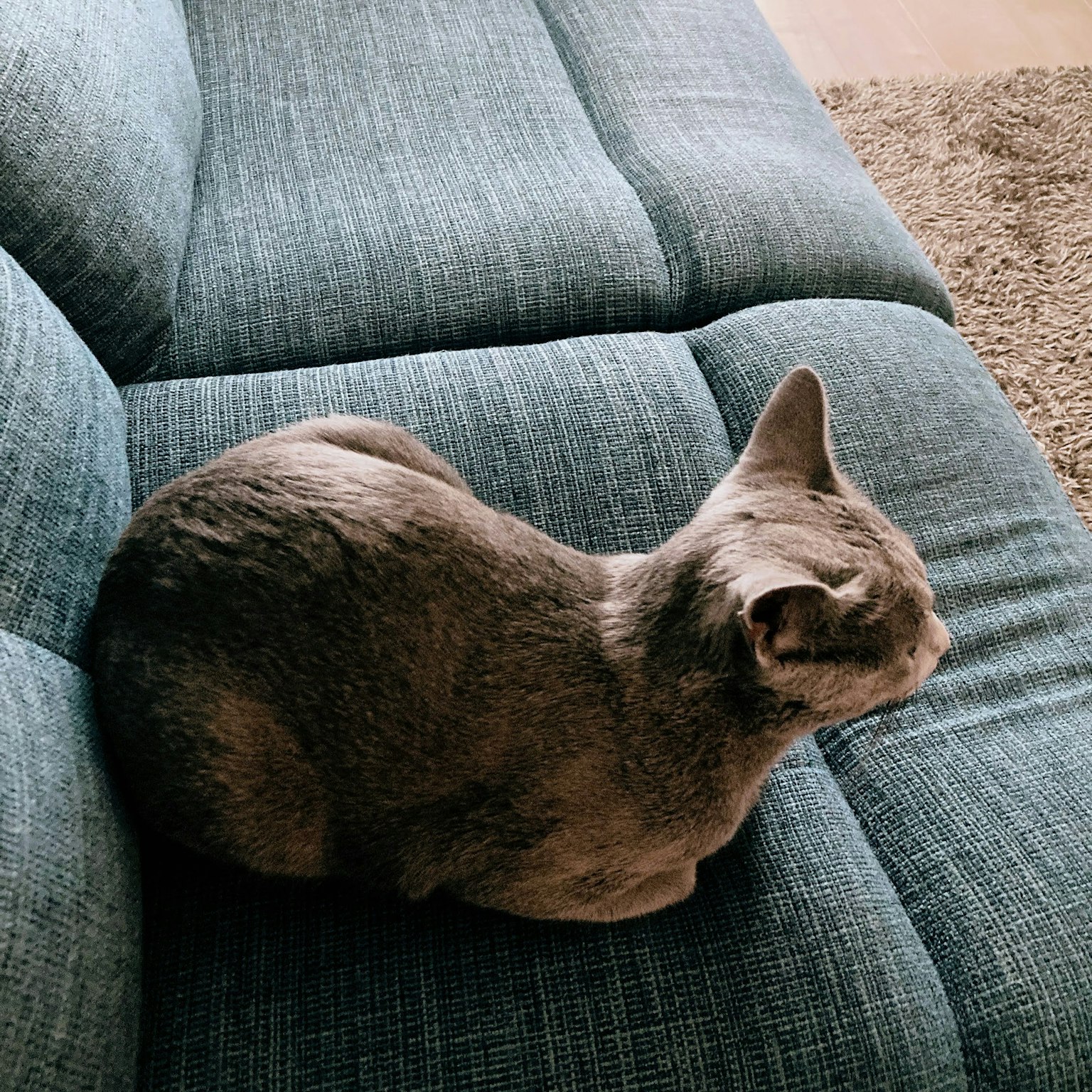 坐在蓝色沙发上的灰色猫