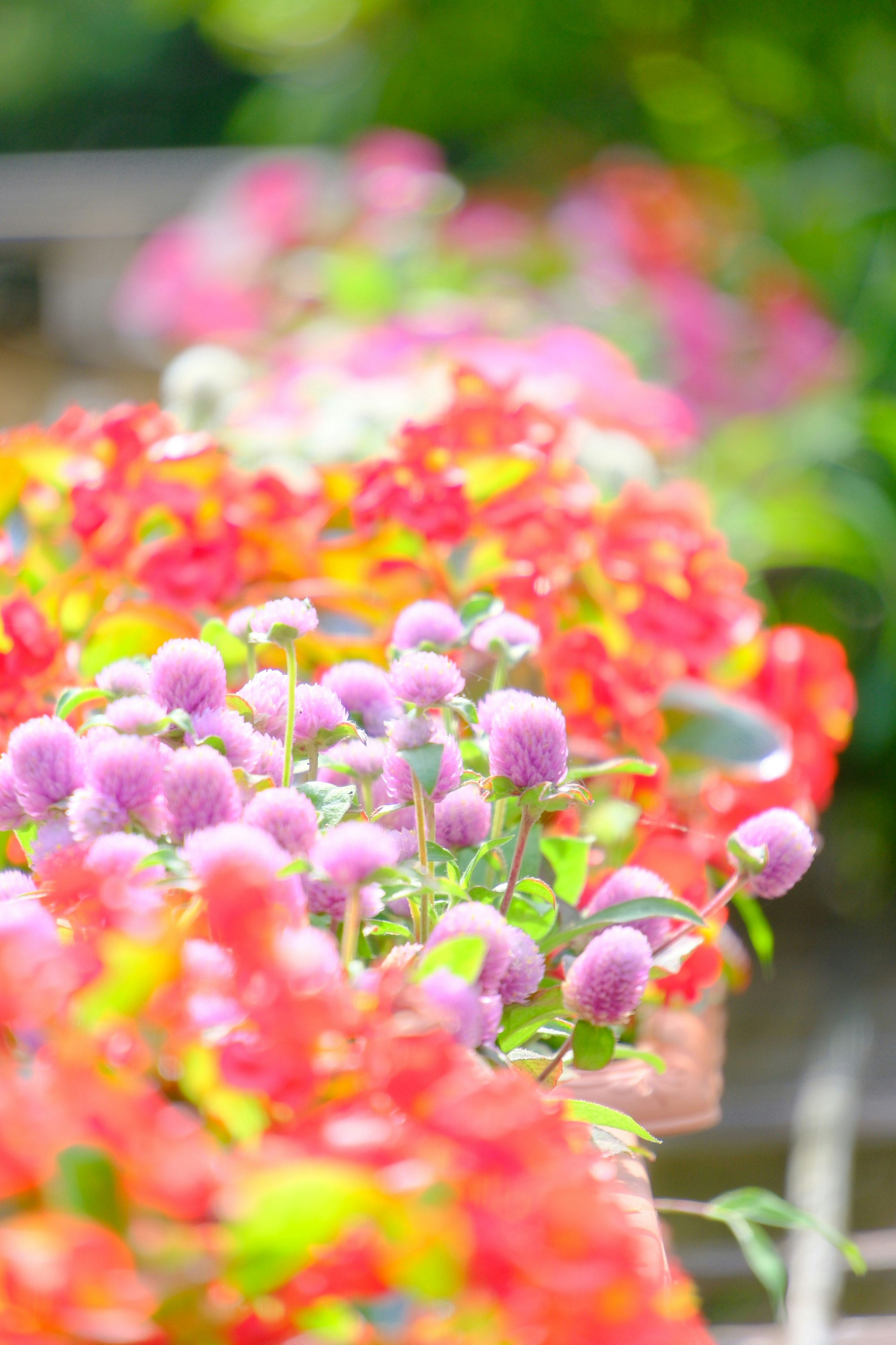 色とりどりの花が咲き並ぶ花壇のボケた花の群れ