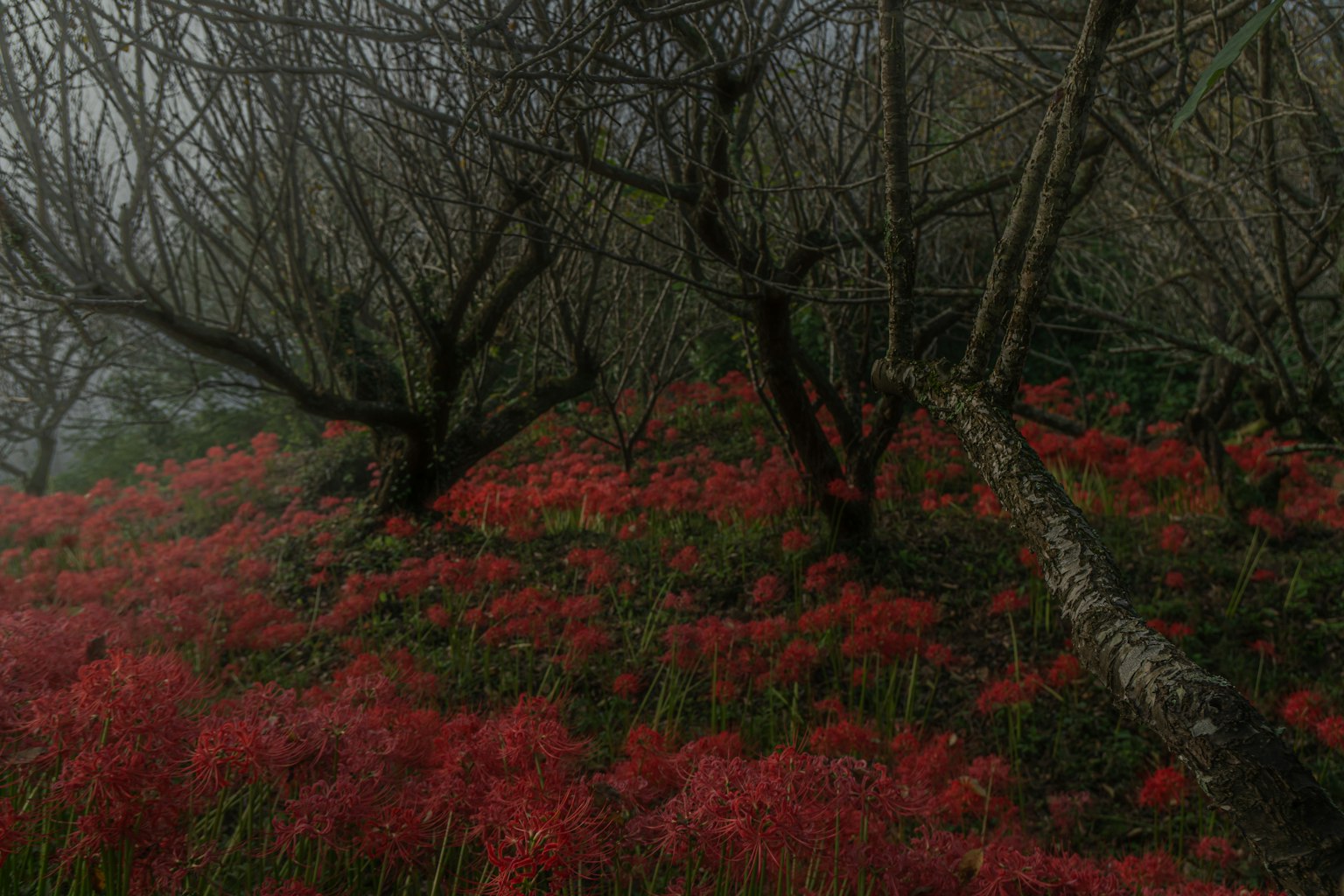 Landscape of red flowers and bare trees in fog