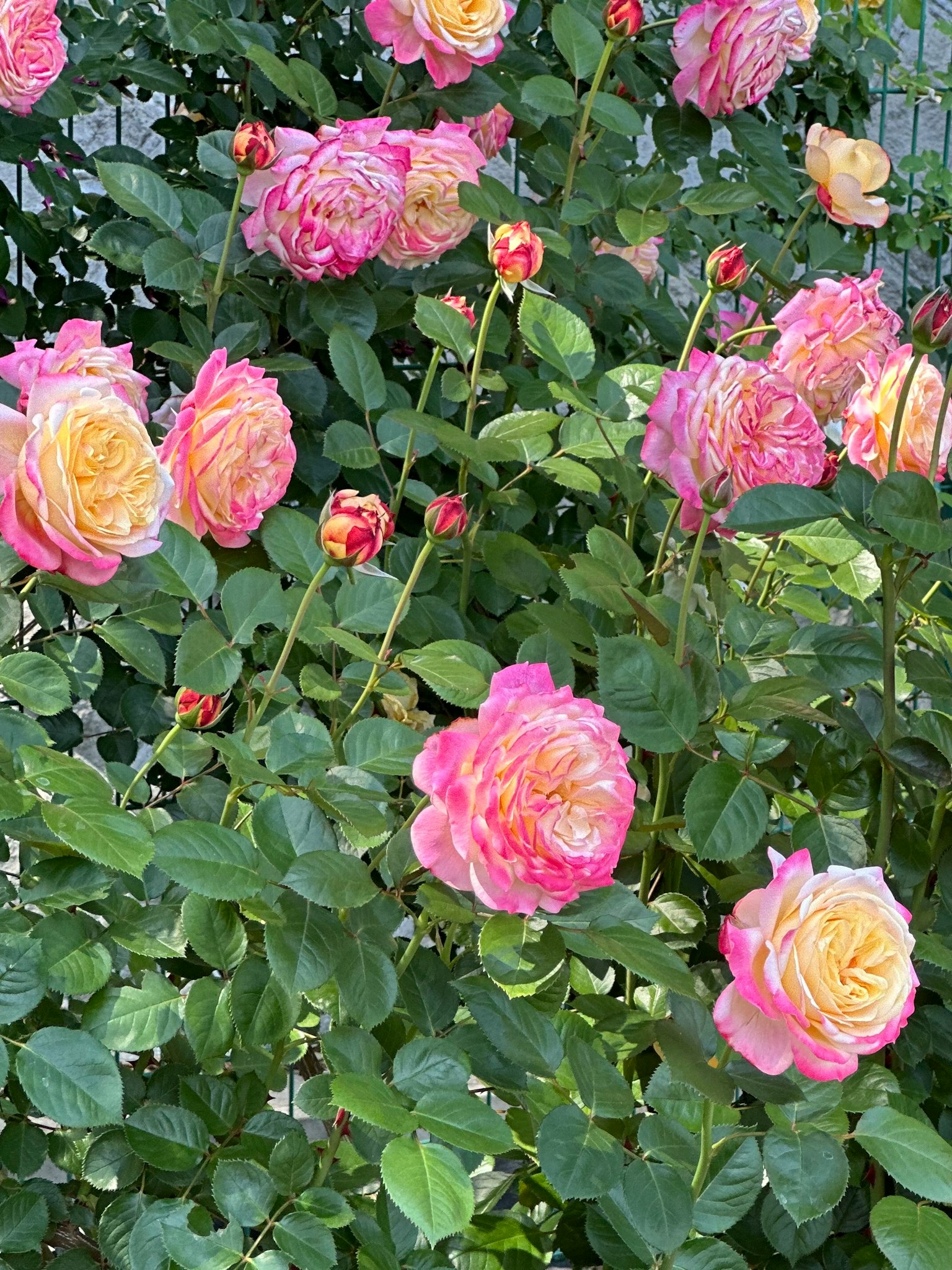 Una escena de jardín con rosas rosas y amarillas en flor