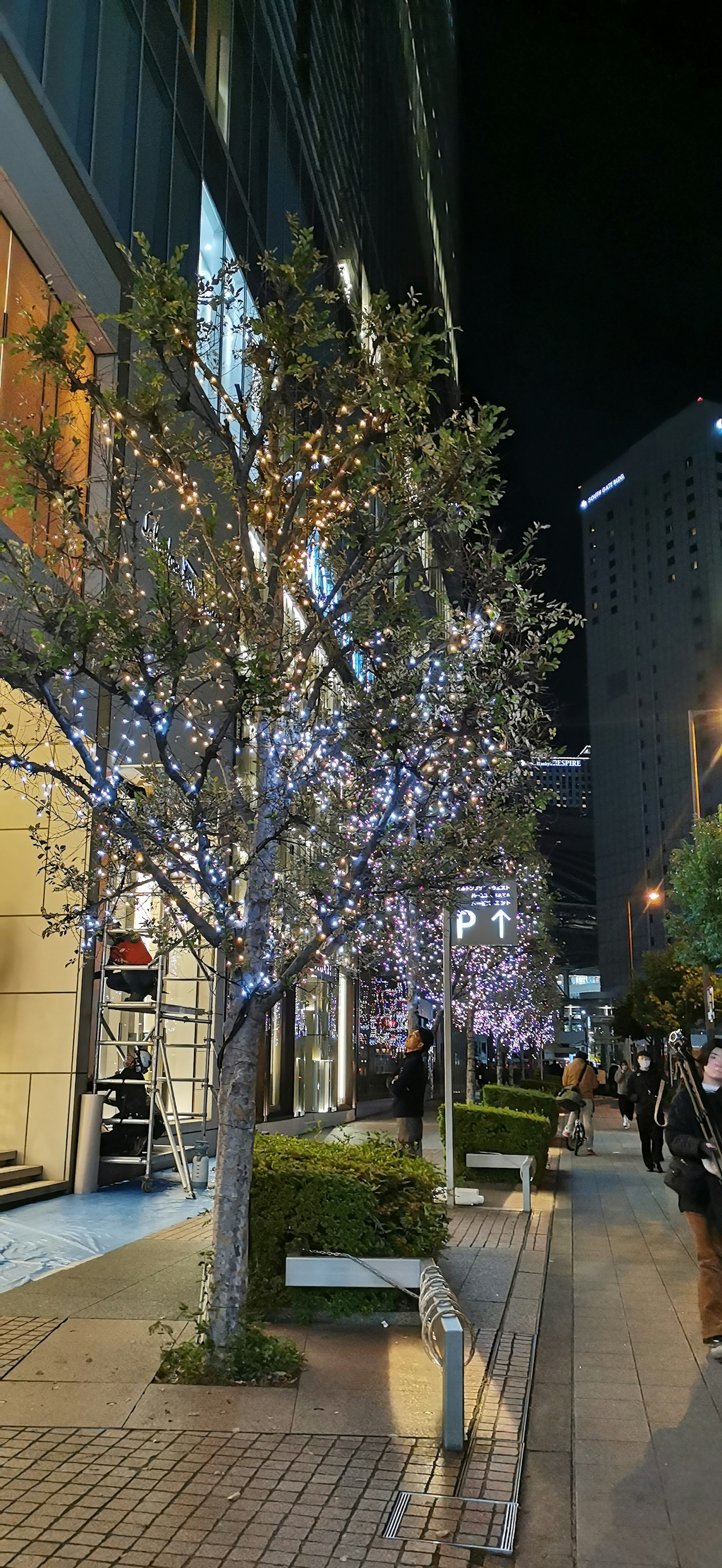 夜间街景，灯光装饰的树木和附近的商店