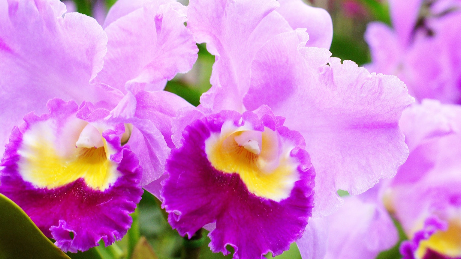 Orchidee Cattleya viola e gialla in fiore