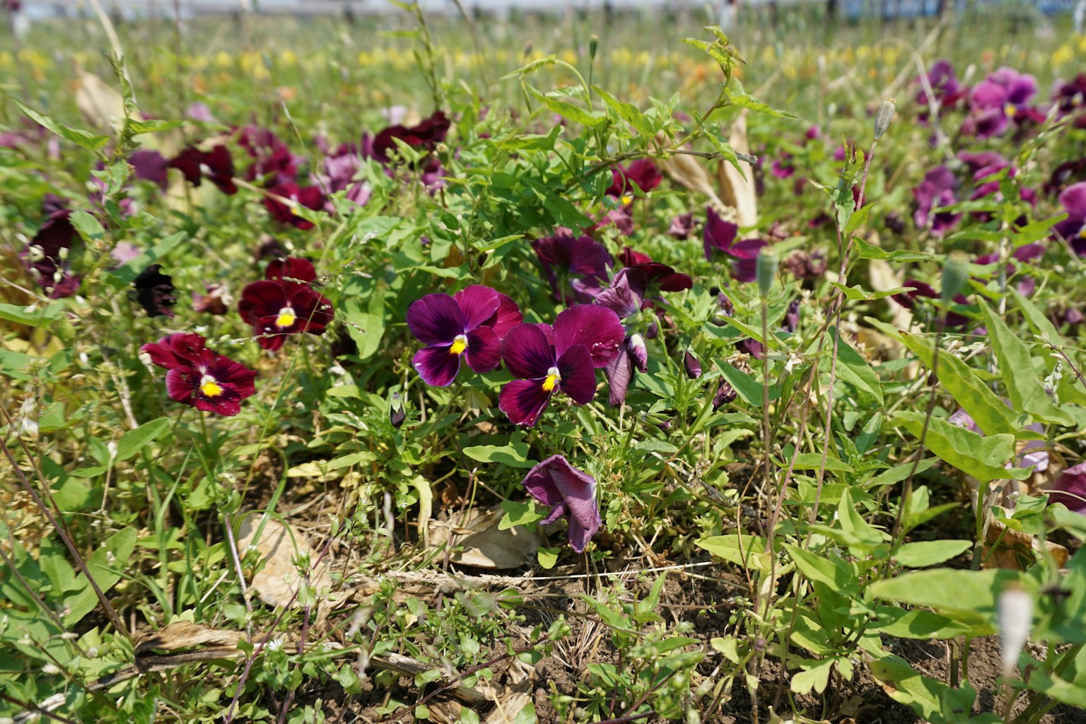 Un champ de pensées violettes entouré de verdure luxuriante