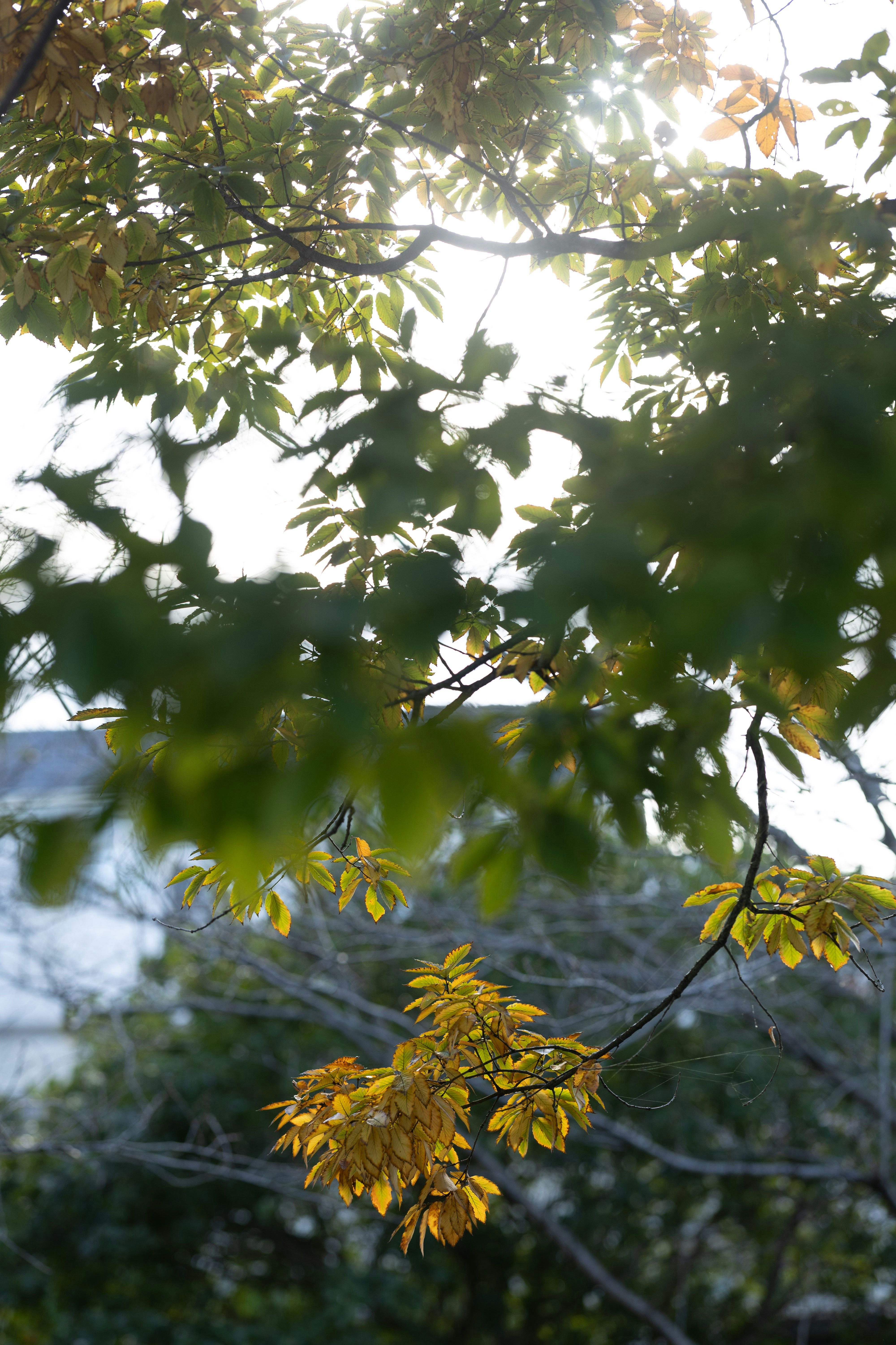 木の枝に揺れる黄色い花と葉のある自然の景色