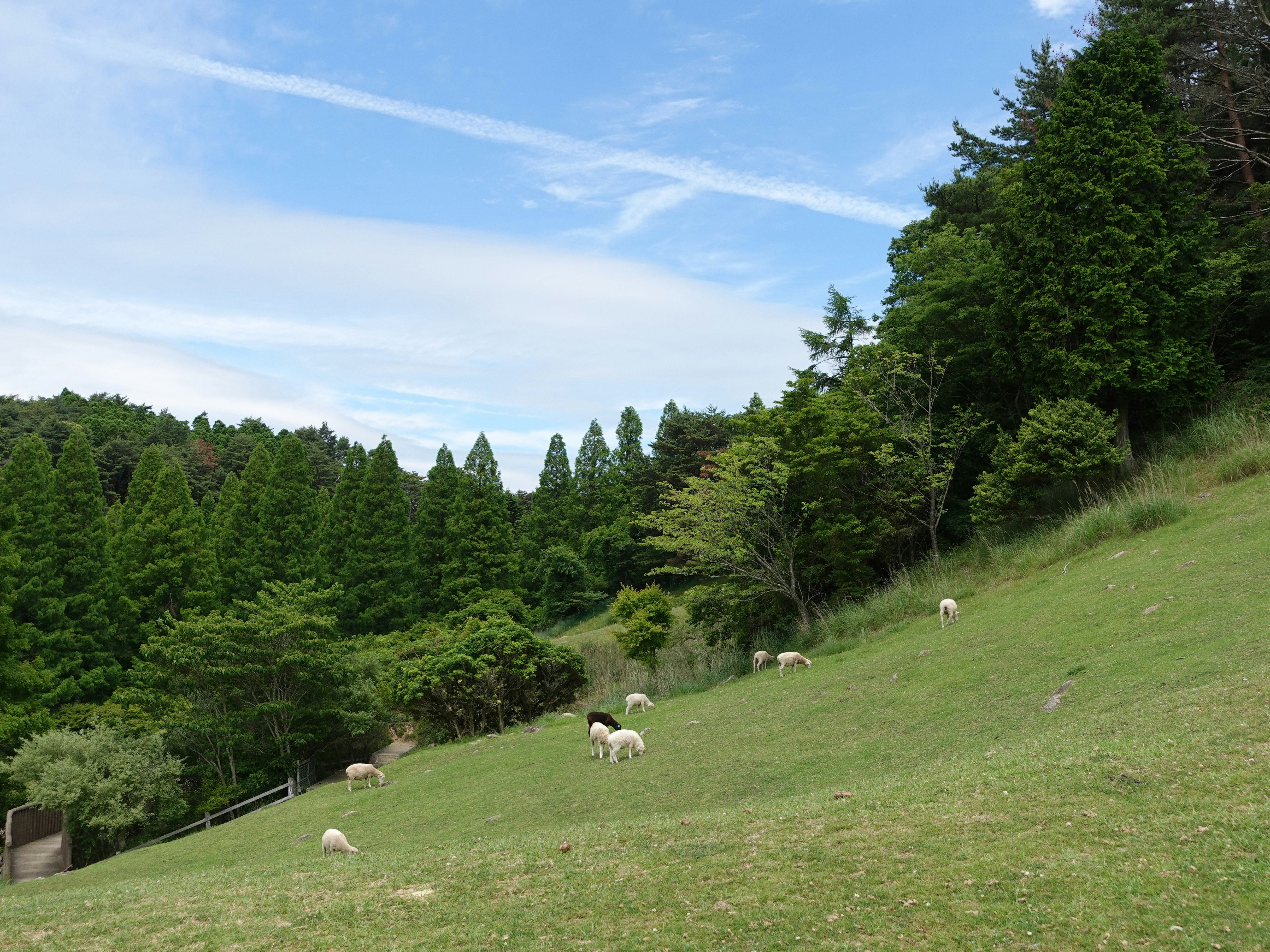 なだらかな草地で放牧される羊と森の景色