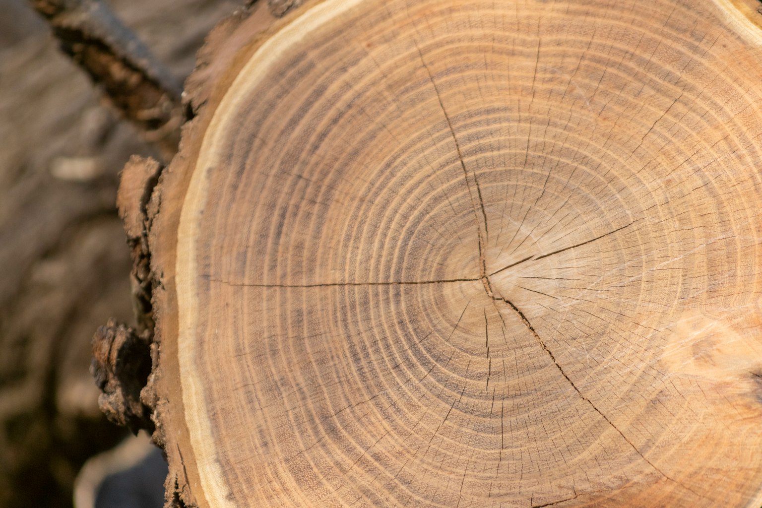 Cross-section of a tree stump showing distinct growth rings