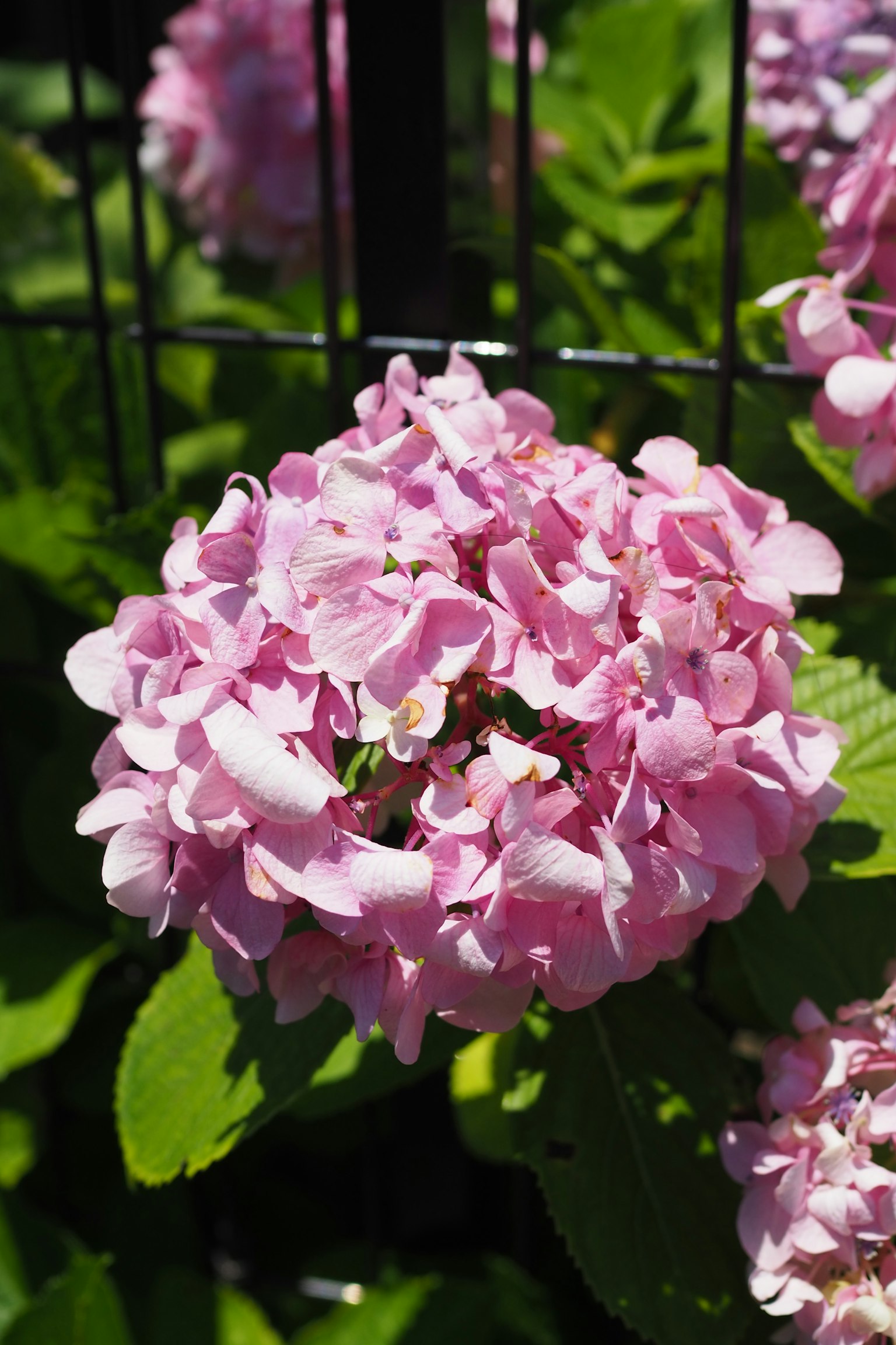 Bellissimo fiore di ortensia rosa che fiorisce tra le foglie verdi
