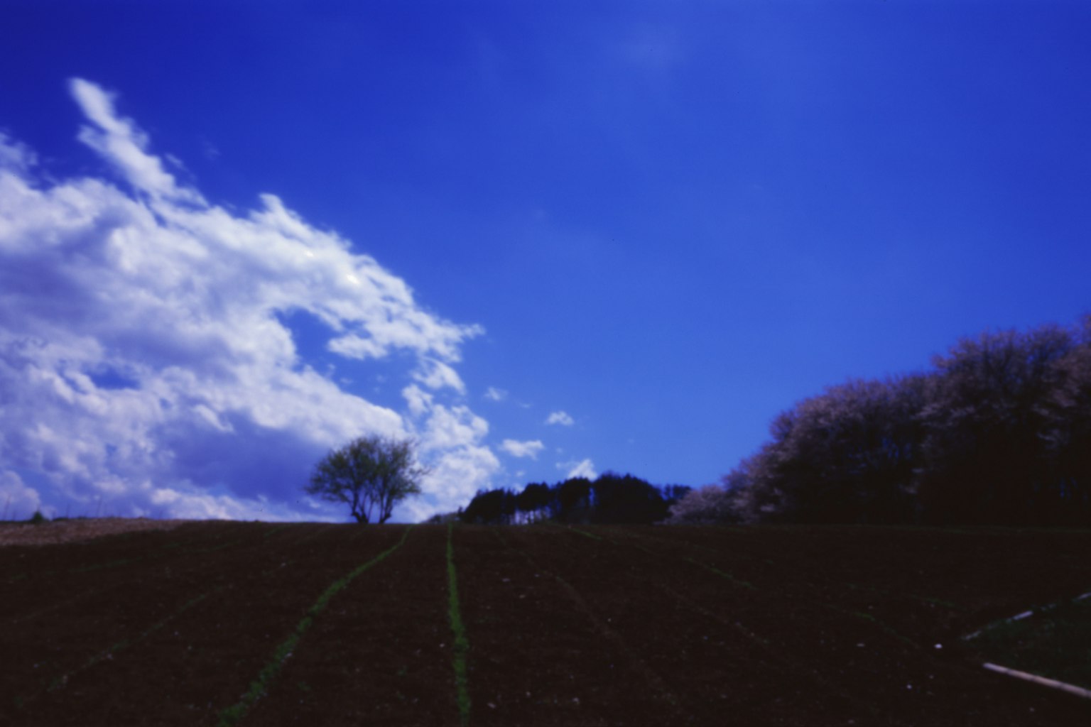 藍天和雲下的農田和樹木景觀