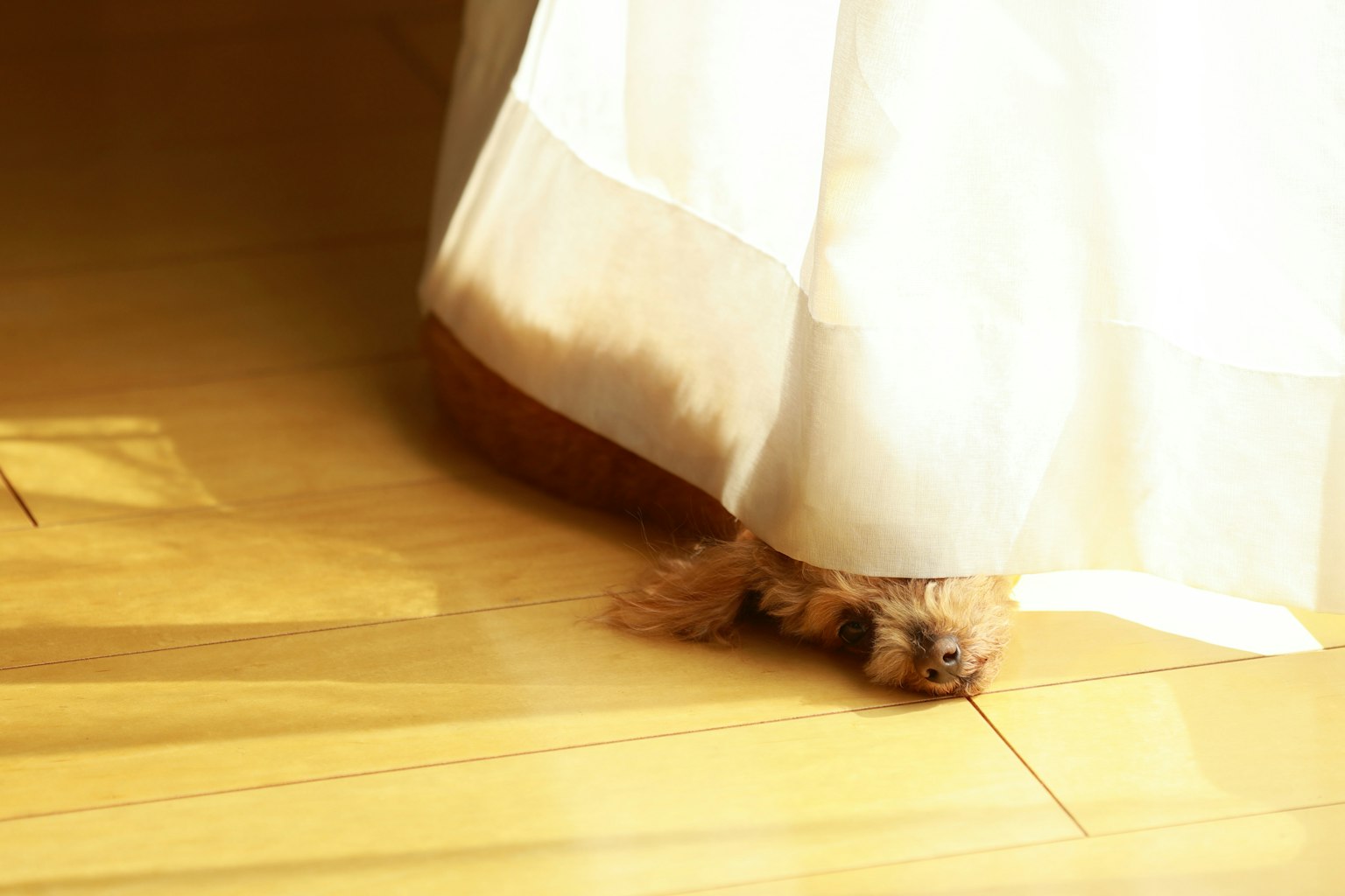 Patte de chien apparaissant sous un rideau