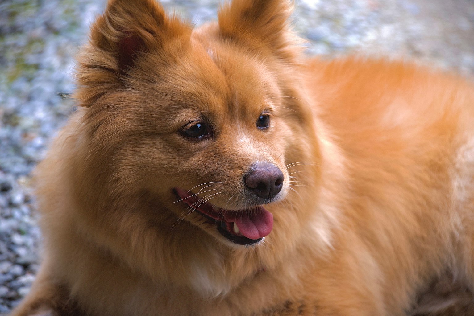 Chien orange et duveteux allongé avec une expression amicale