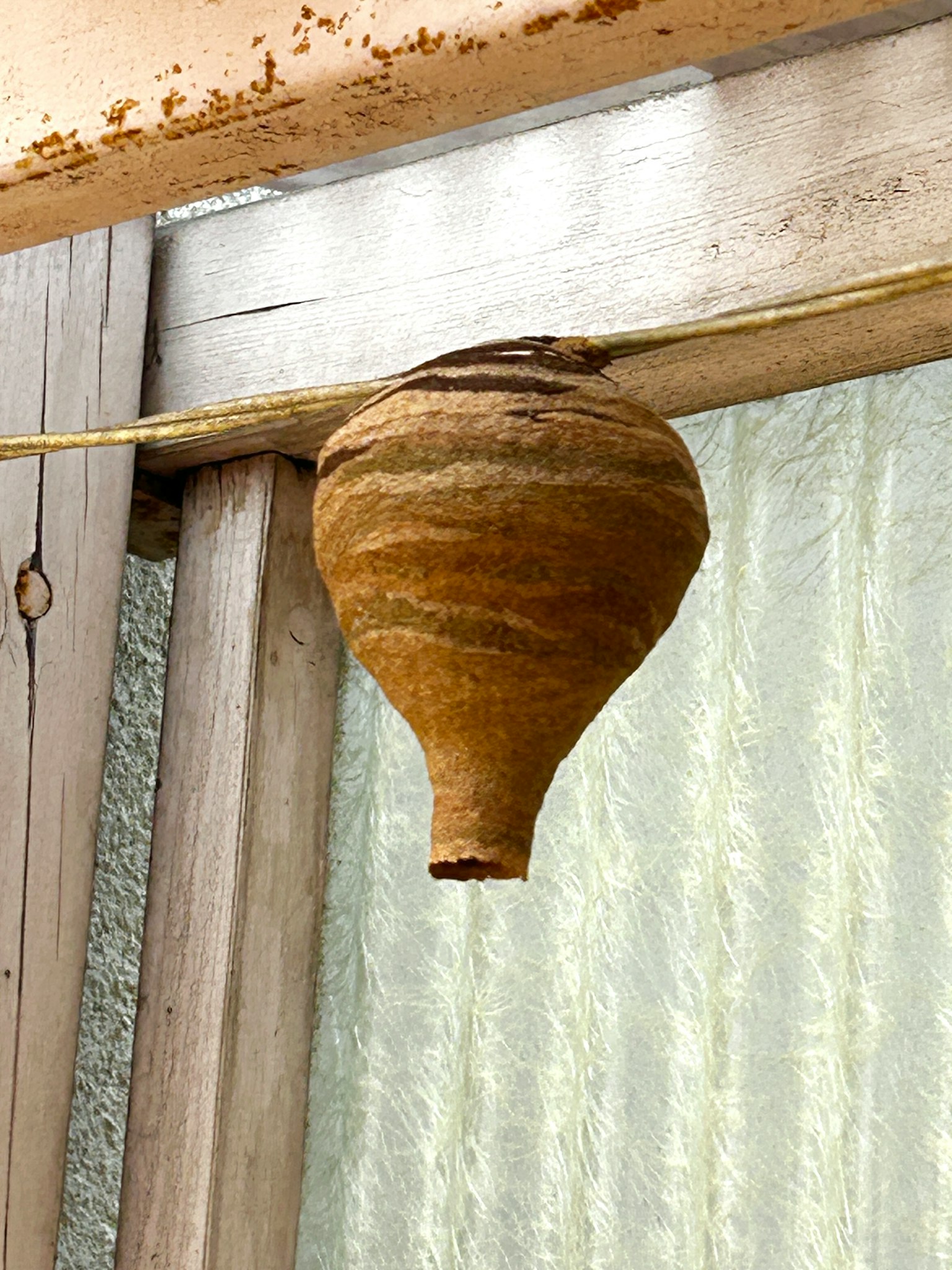 A hornet's nest hanging from a wooden beam