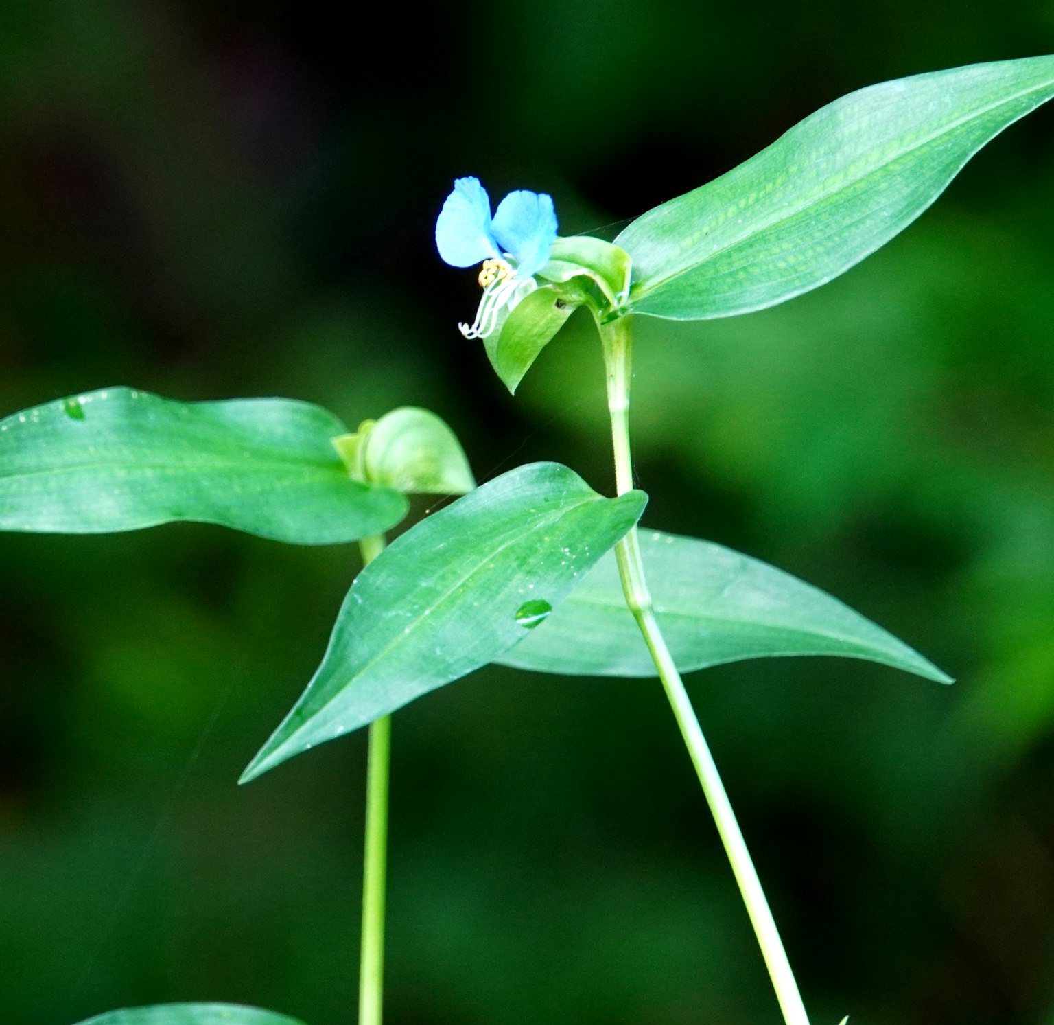 Planta con hojas largas y una pequeña flor azul