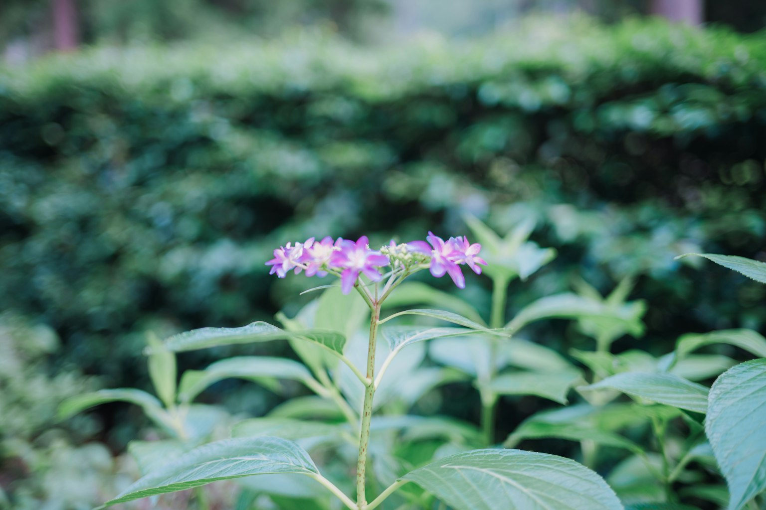 Fleurs violettes en fleurs sur une plante avec un fond vert