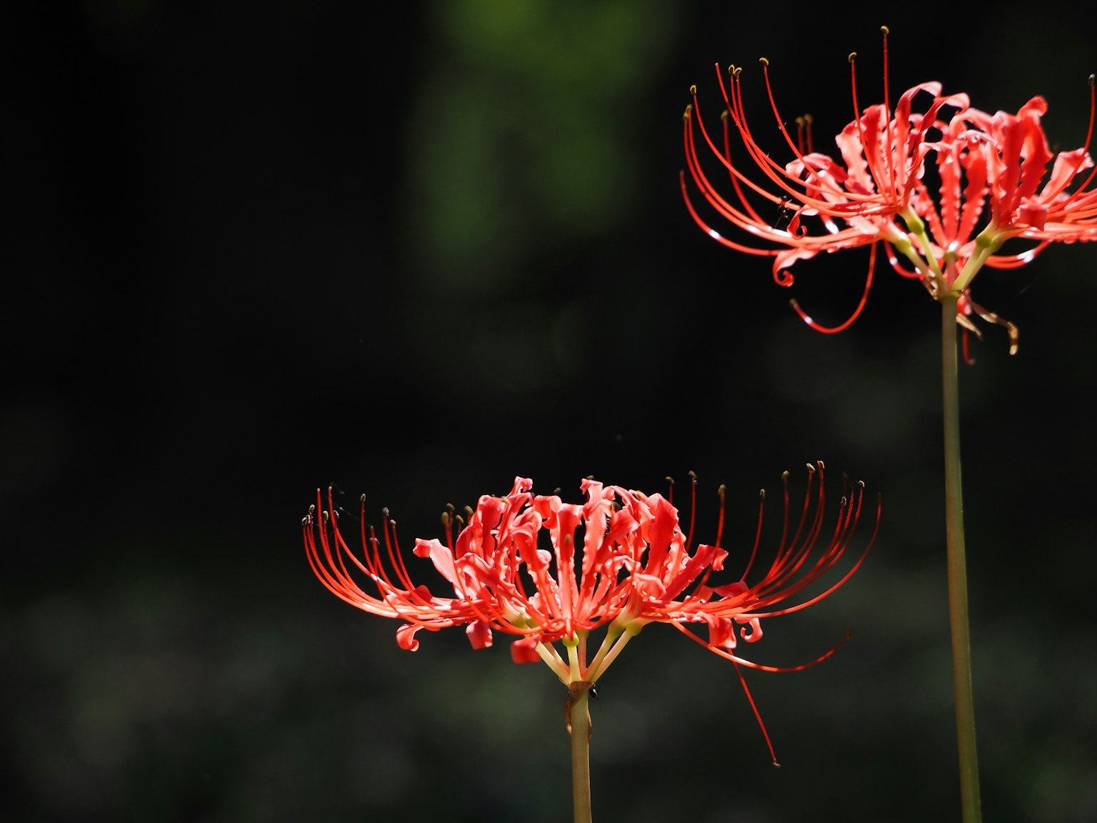 Des lys araignées rouges éclatants en fleurs sur un fond sombre