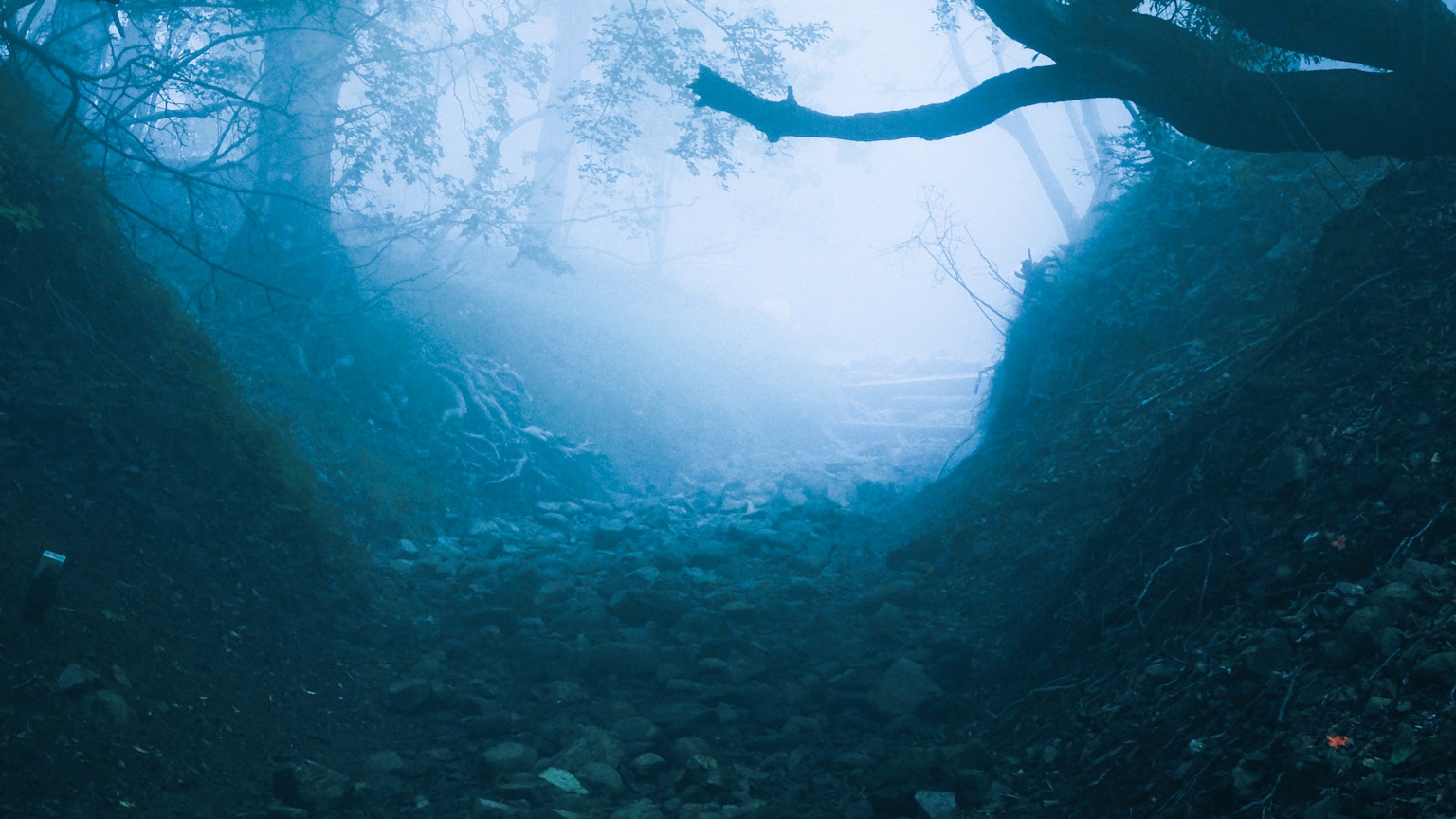 Un sentiero tranquillo avvolto nella nebbia con sagome di alberi
