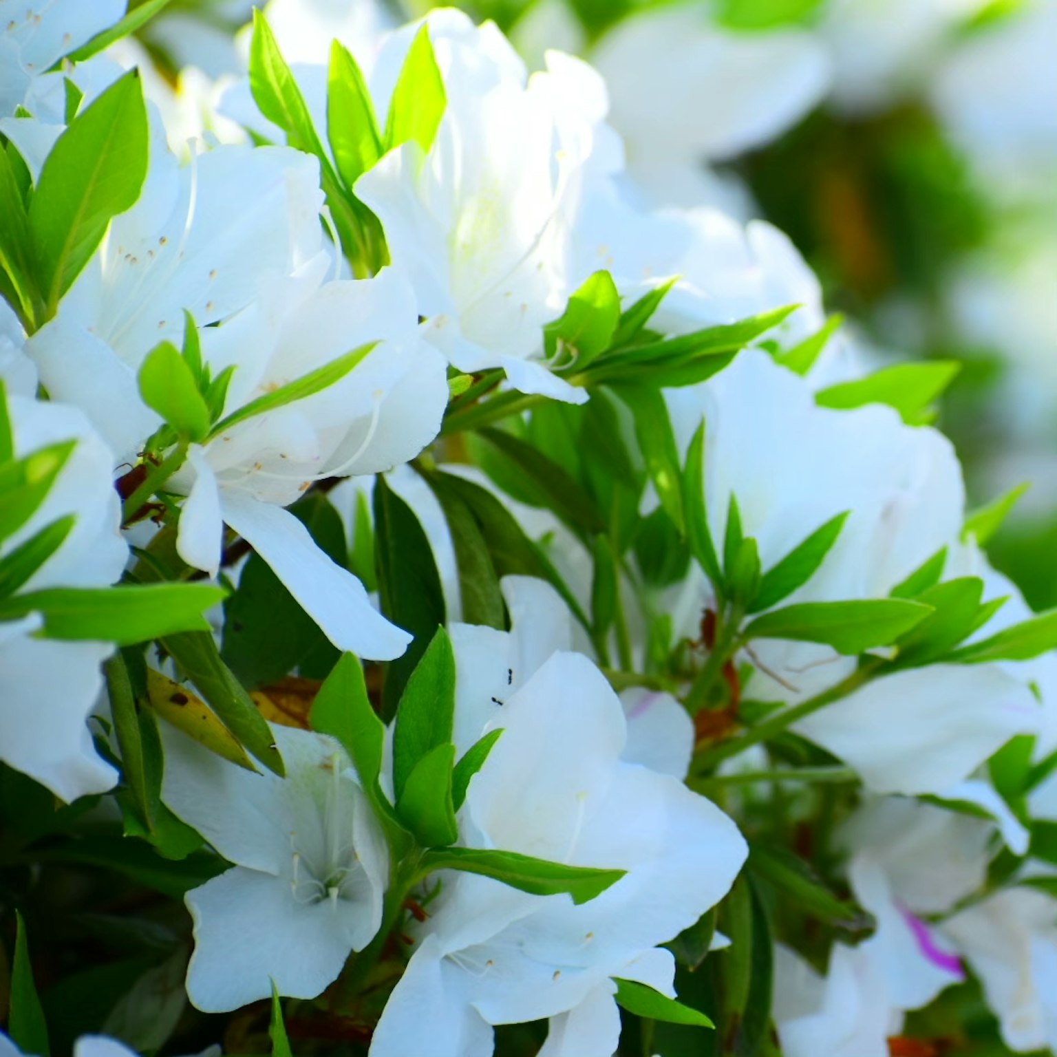 Kedekatan bunga azalea putih dengan daun hijau