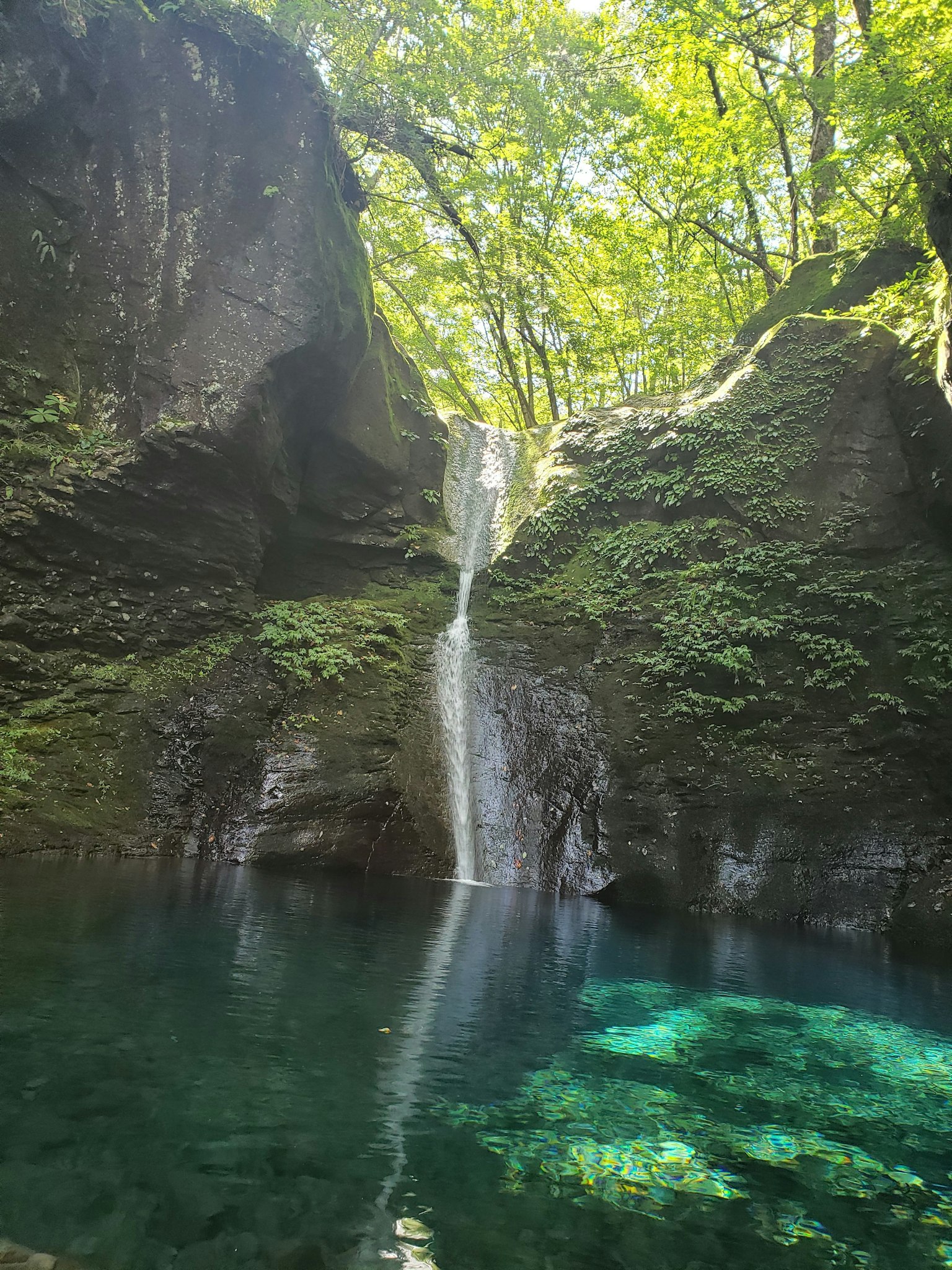 Une cascade sereine tombant dans une piscine claire entourée d'une végétation luxuriante