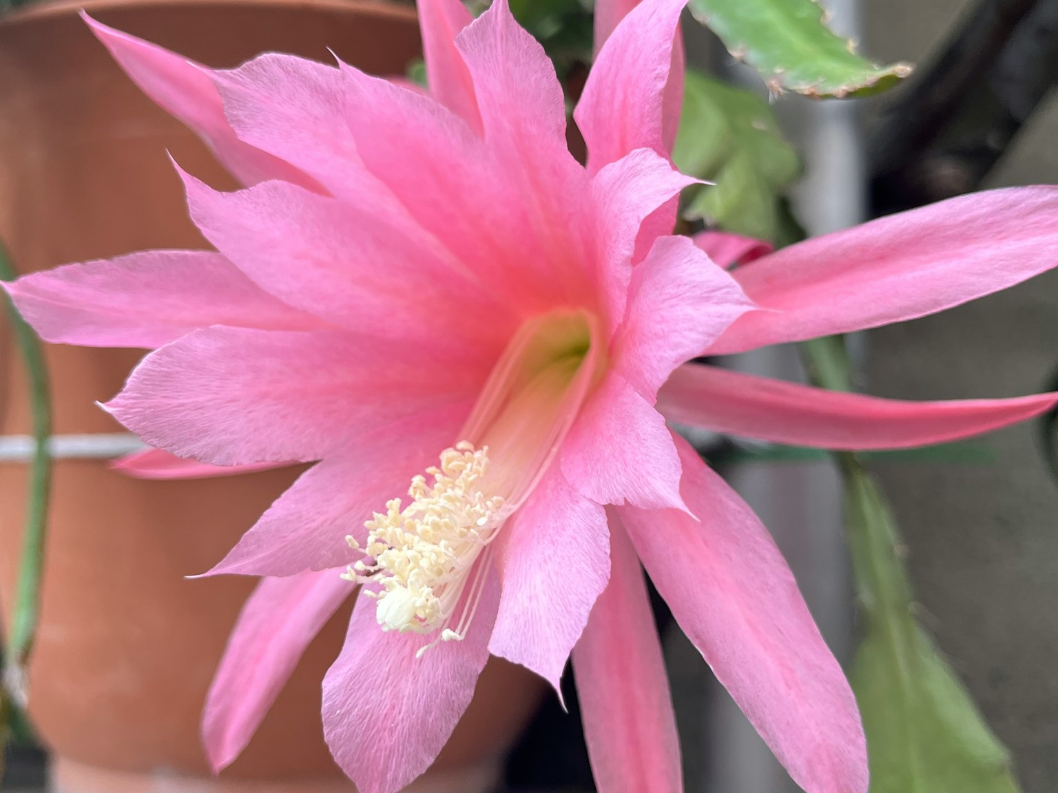 Bunga pink cerah mekar dari kaktus