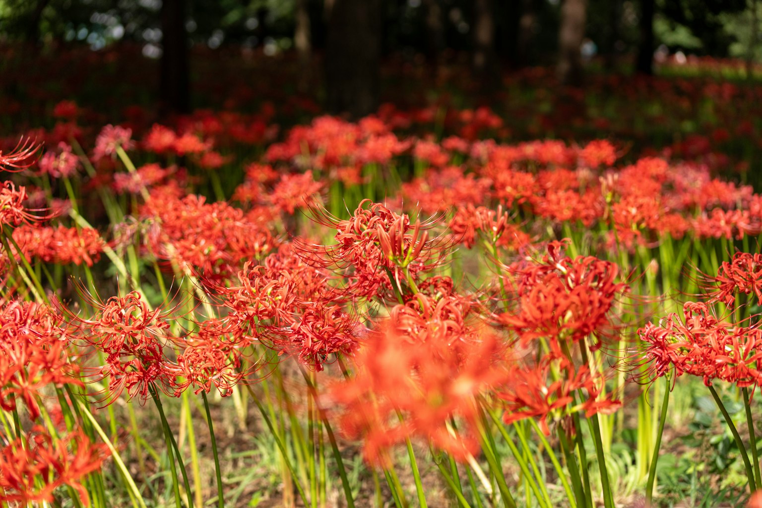 Ladang bunga lili laba-laba merah yang mekar